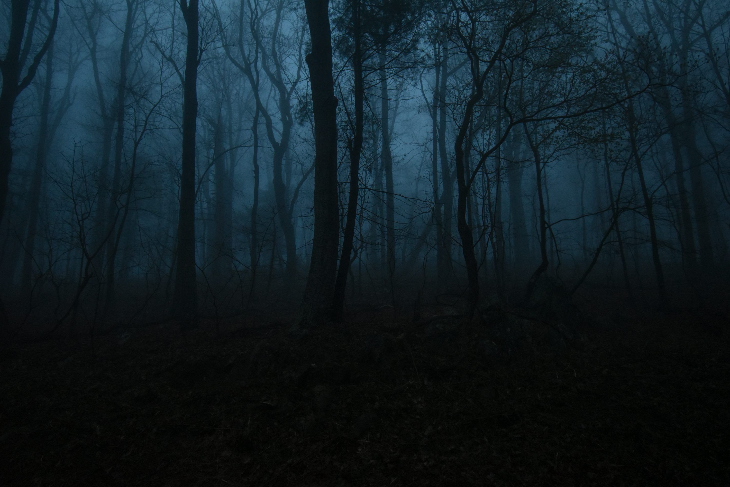 3000x2000 Dark Forest Picture [HD]. Download Free Image