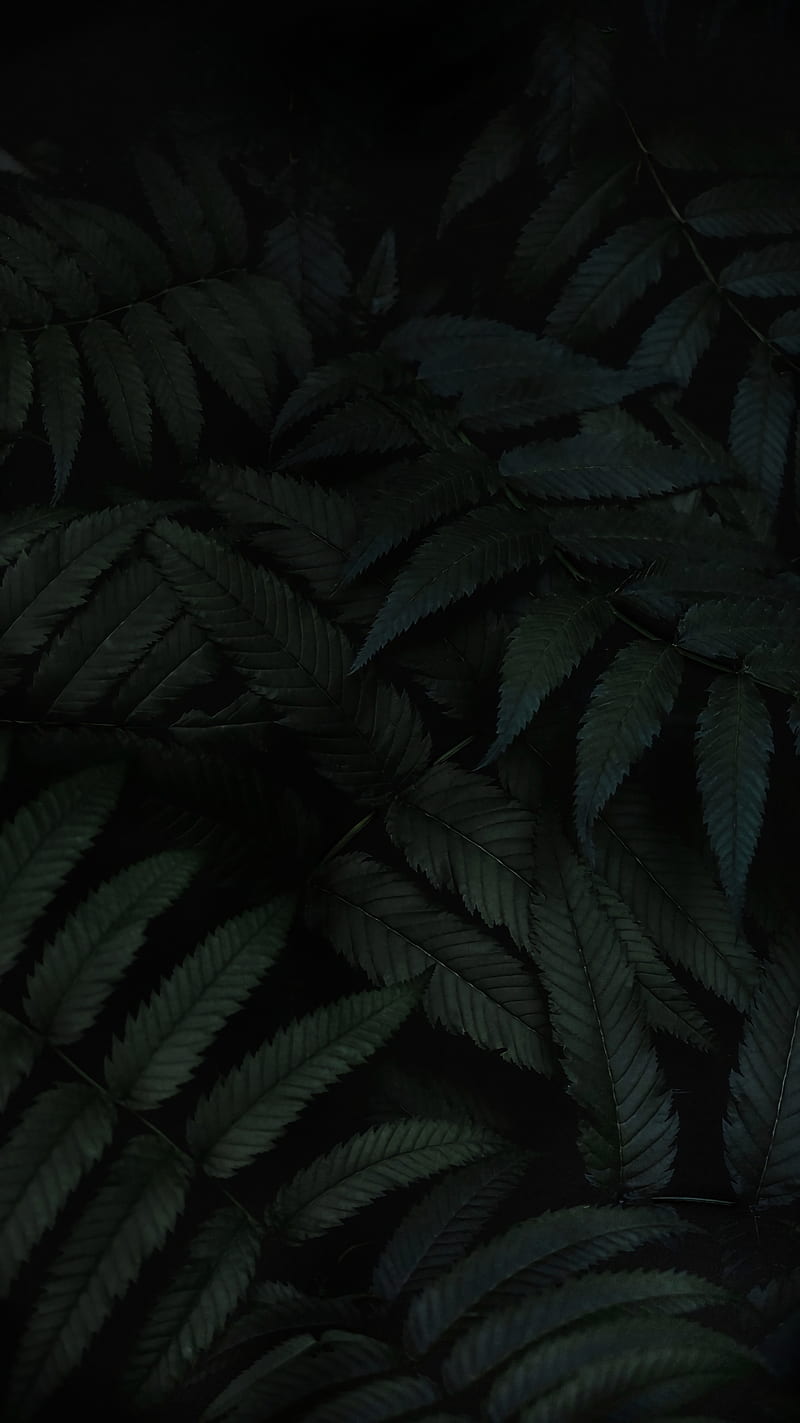 800x1423 Leaf, amoled, black, edge, forest, green, realme, simple, HD phone wallpaper