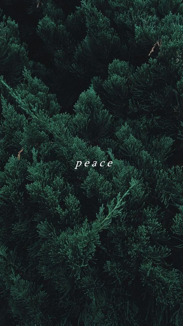 736x1306 Dark Green Aesthetic Wallpaper. Amoled wallpaper, Dark green wallpaper, Green iphone background