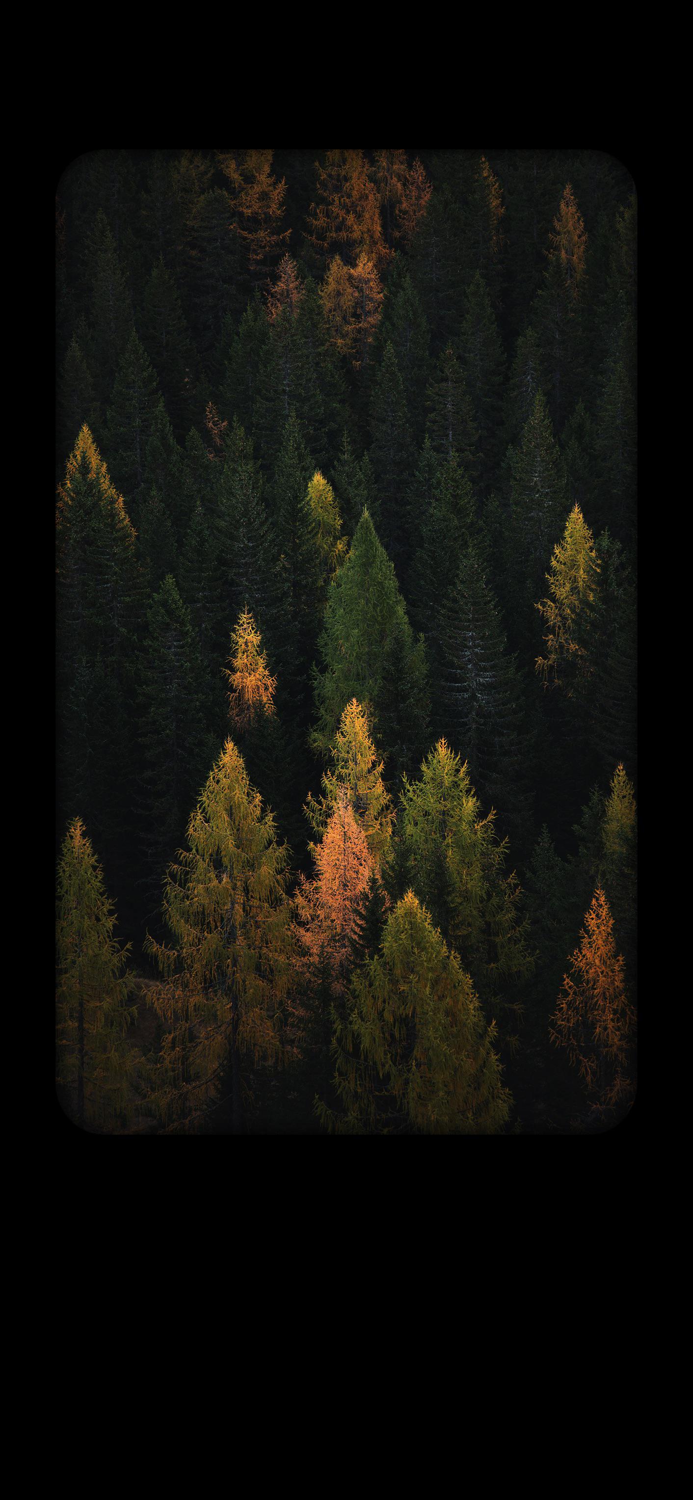 1412x3056 Framed forest