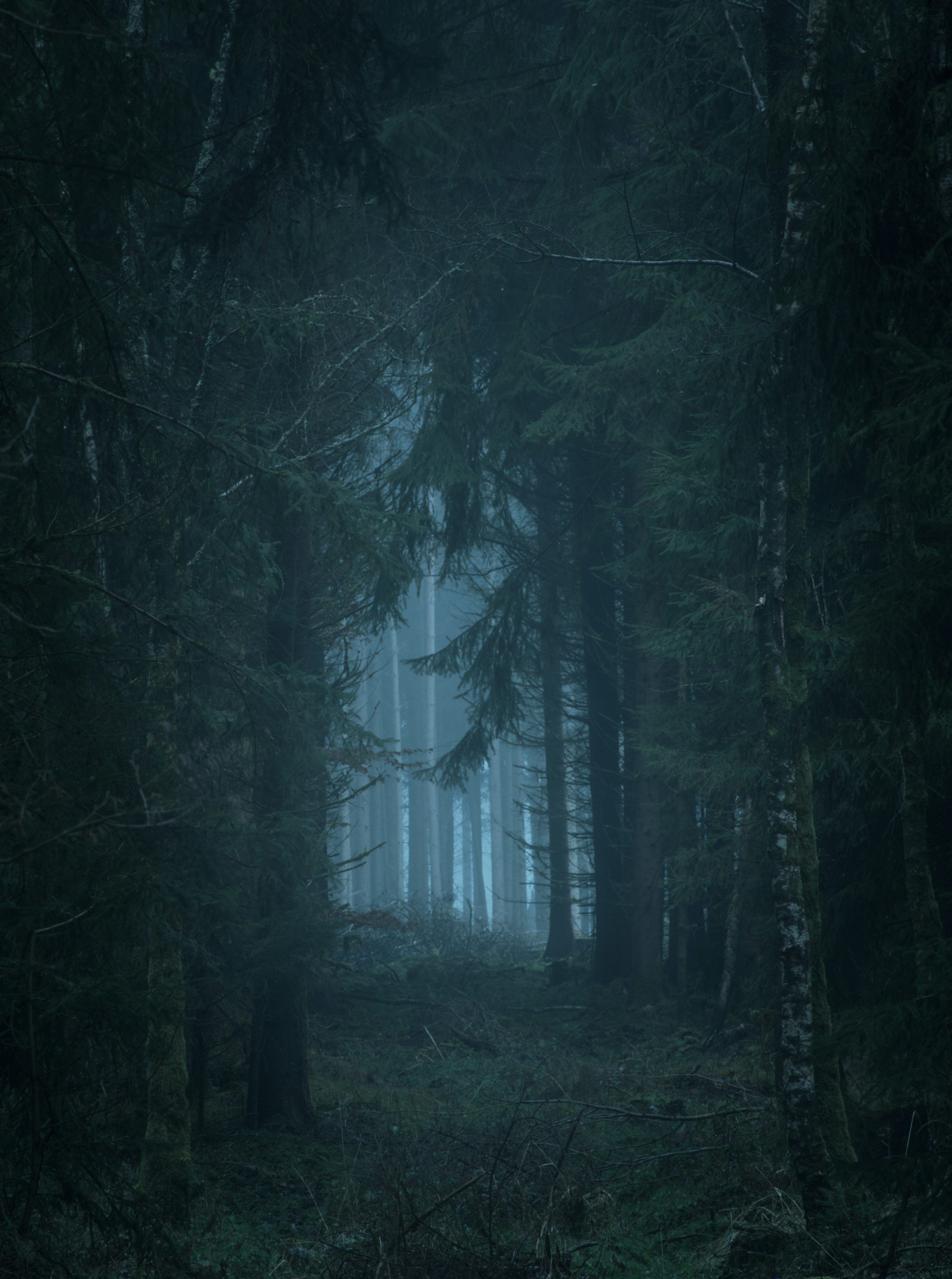 3000x4029 Dark Forest Picture [HD]. Download Free Image