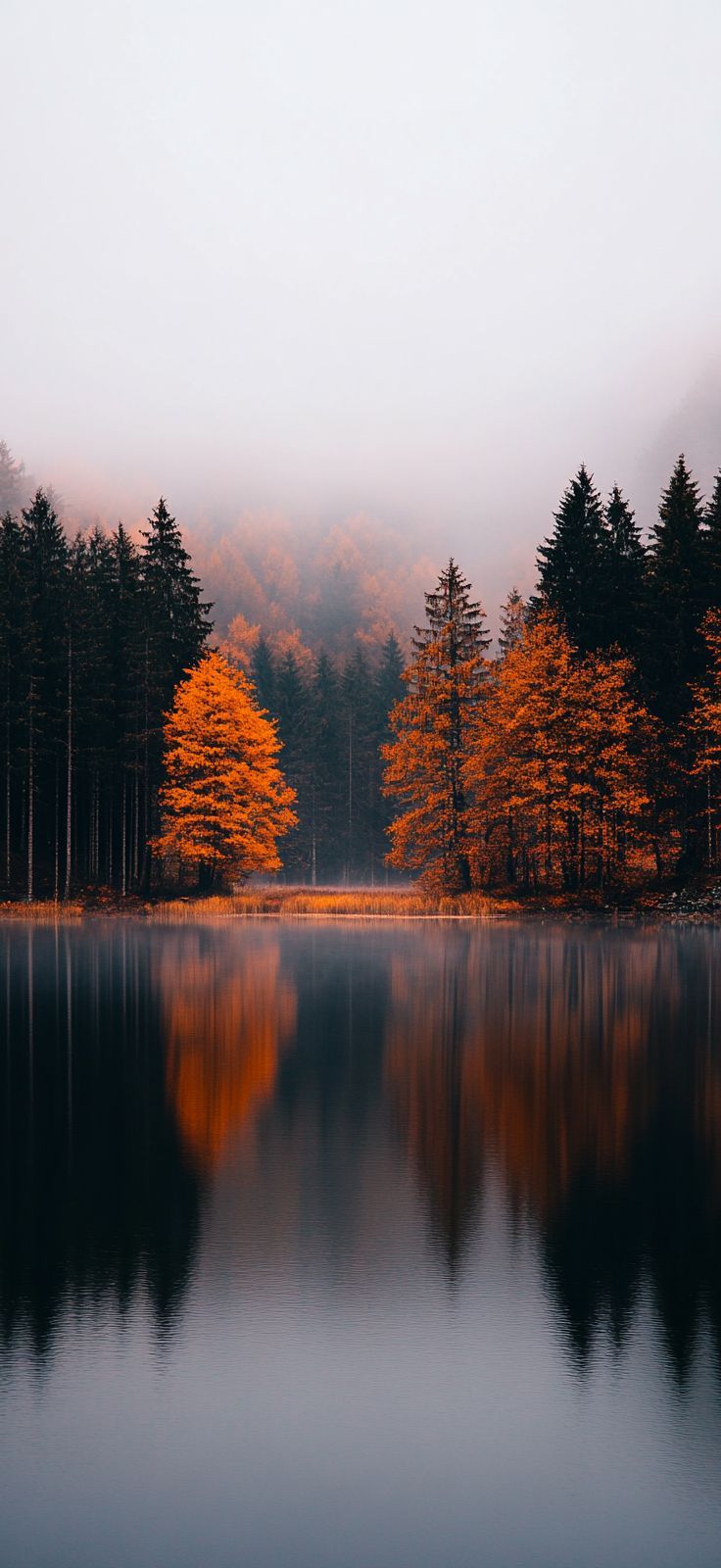 736x1600 Fall iPhone Wallpaper