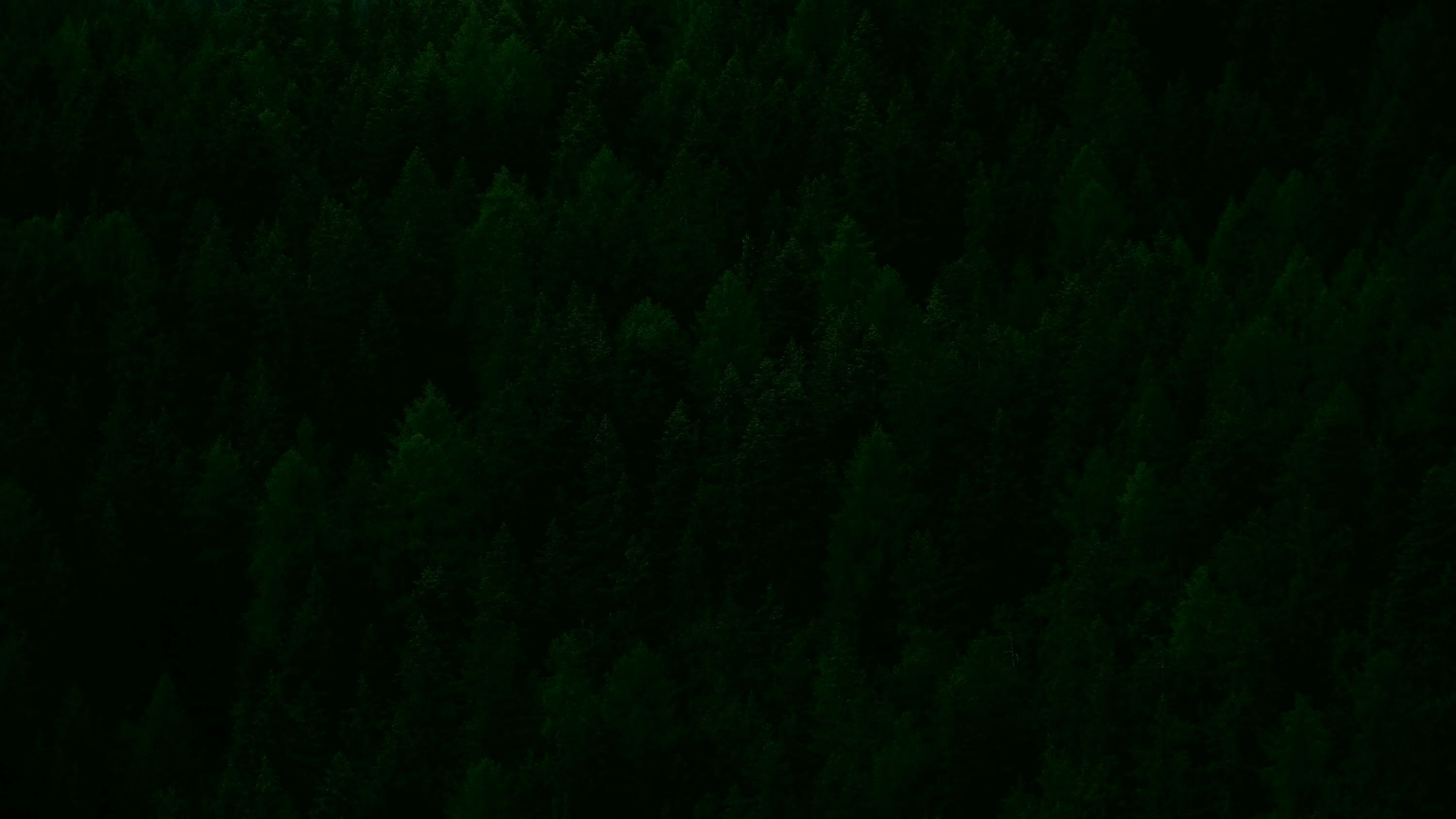 3000x1688 Bird's eye view of green trees