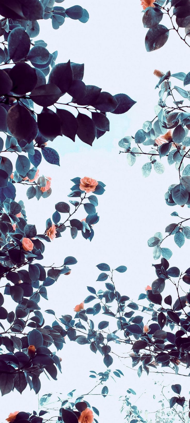 736x1635 Roses Flowers Trees Branches - [1080x2400]