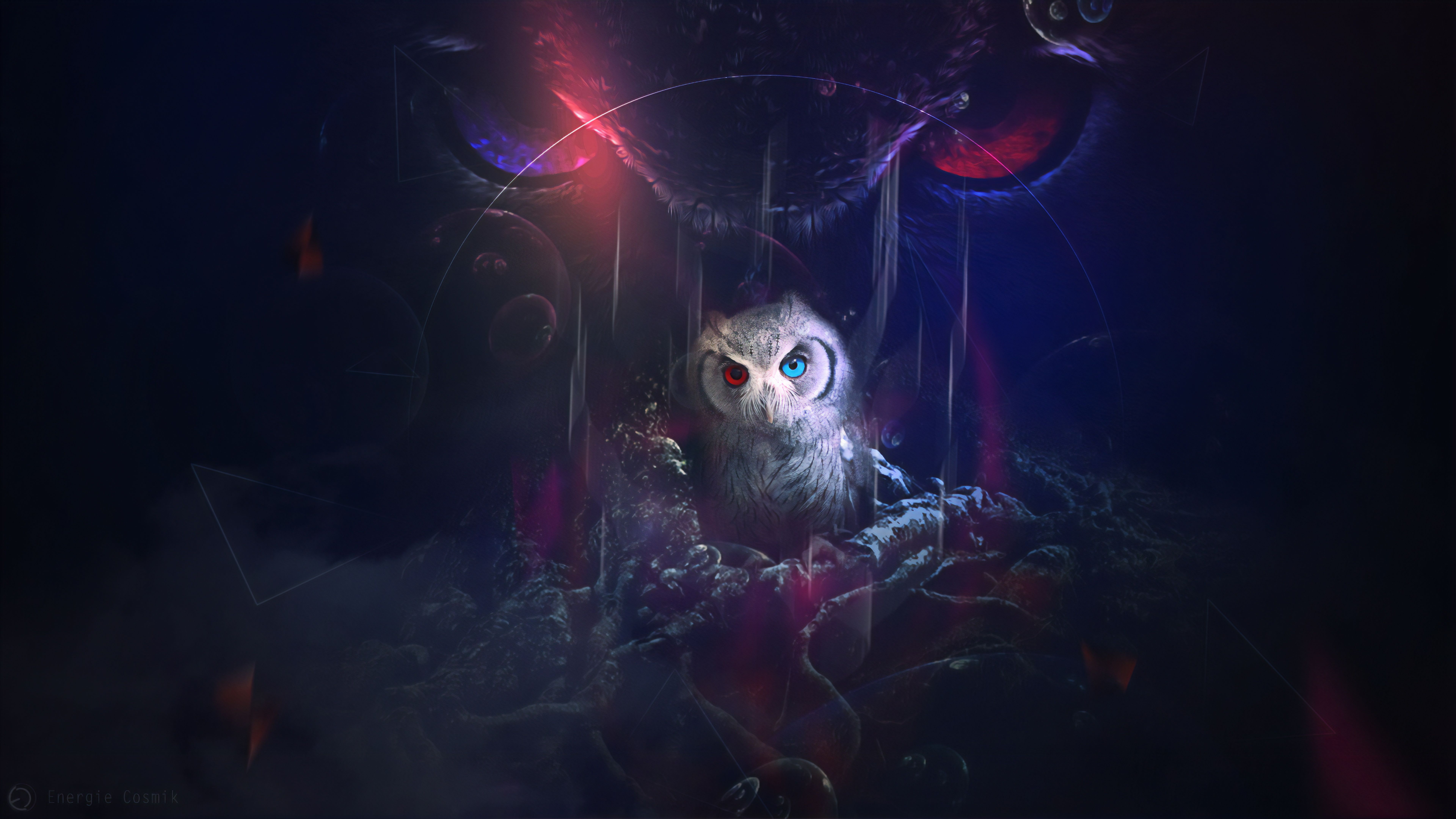 7680x4320 Owl 8k Wallpaper, HD Birds Wallpaper, 4k Wallpaper, Image, Background, Photos and Picture