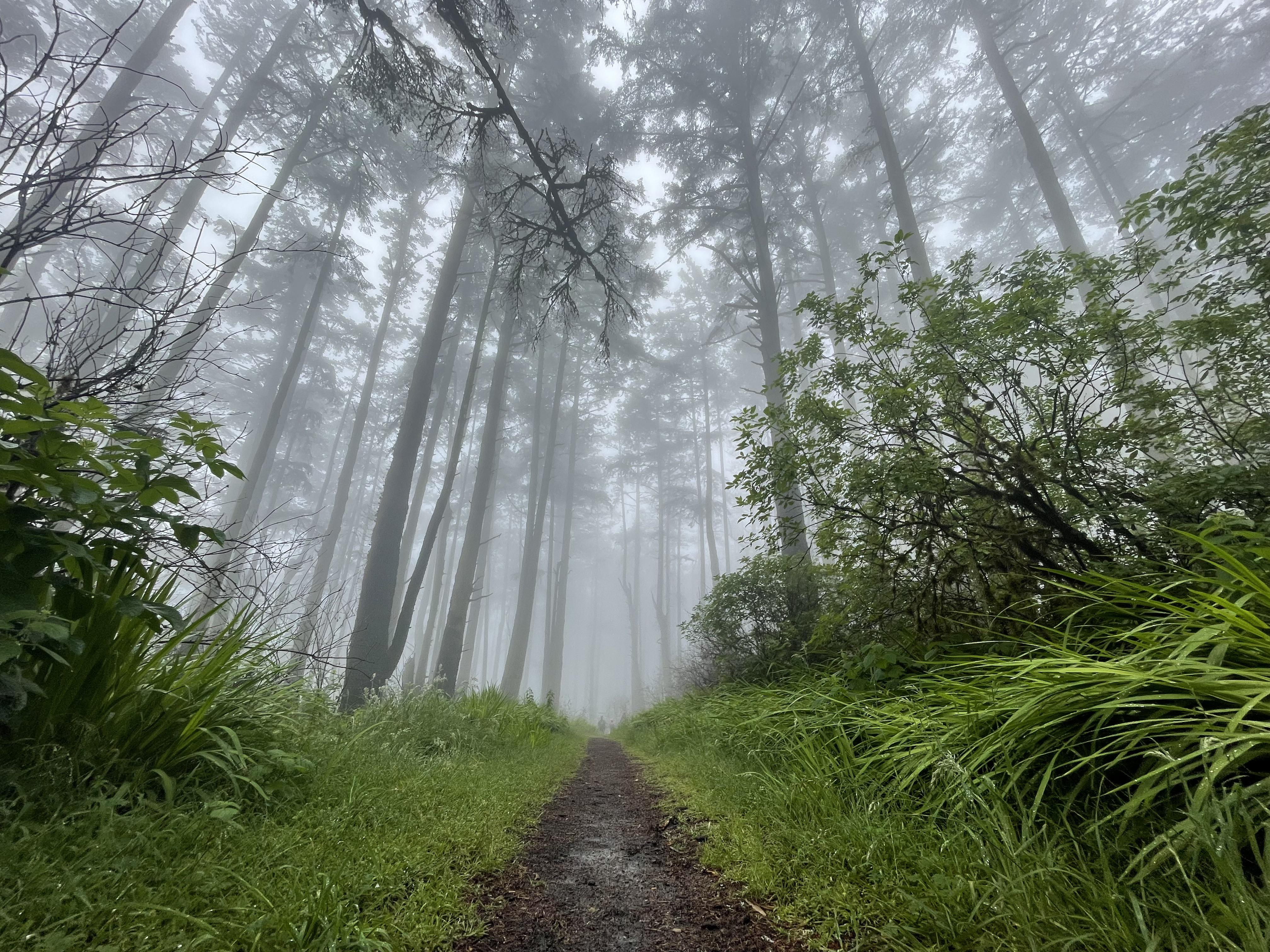4032x3024 Point Reyes CA, with a nice morning fog, and chard trees among the regrowth from the Woodward fire almost a year ago. [2532x1170] OC