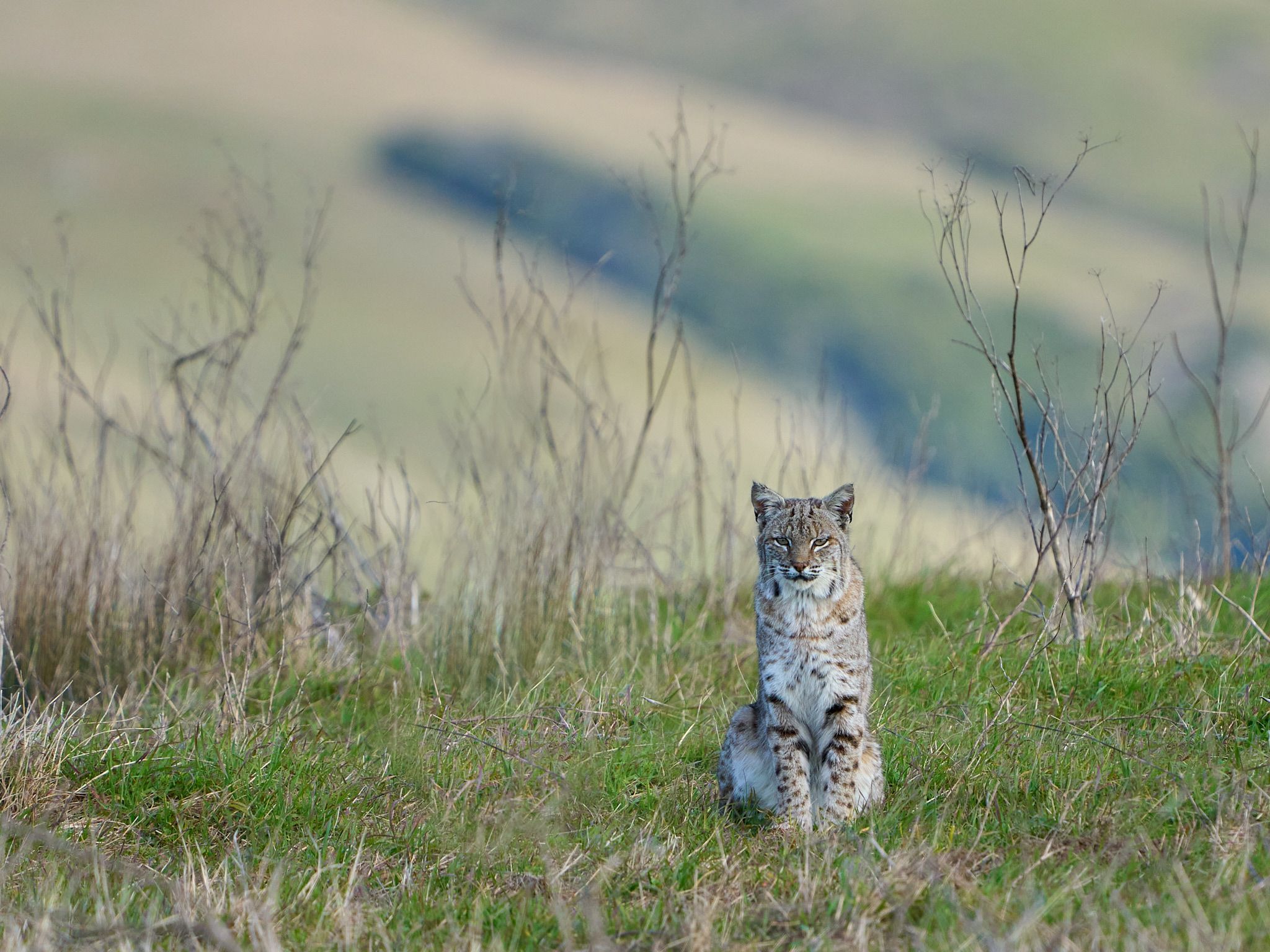 2048x1536 Bobcats in Point Reyes Fortier Photography
