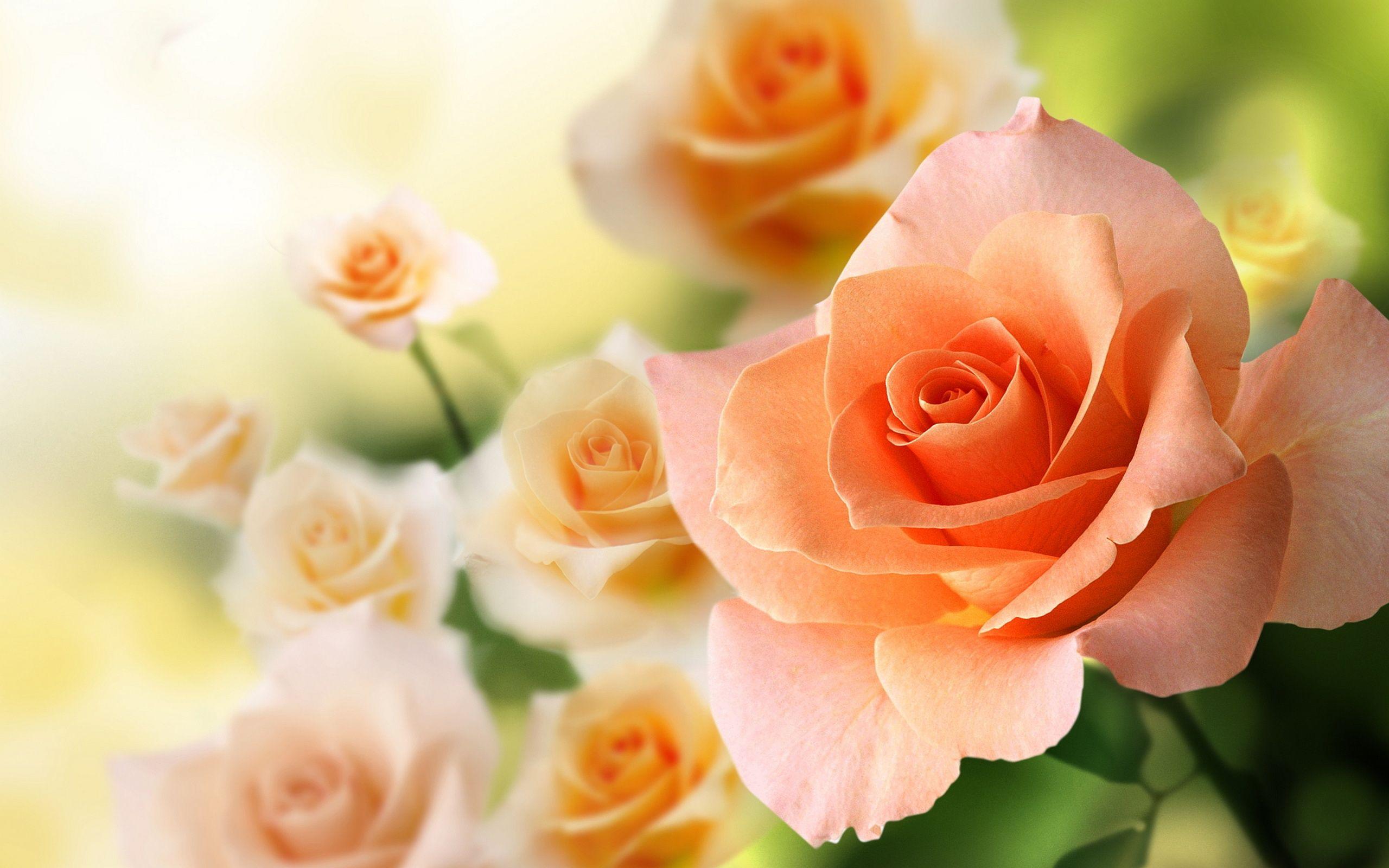 2560x1600 Peach Flowers Wallpaper