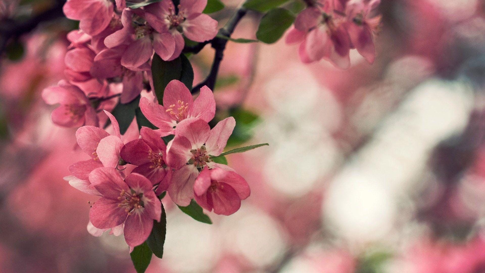 1920x1080 Peach Flowers Wallpaper (1920×1080). Cherry Blossom Wallpaper, Flower Wallpaper, Blossom Flower