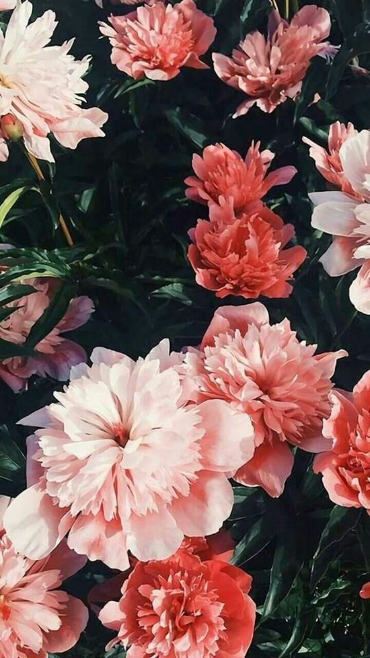 720x1280 WALLPAPERS. Nature iphone wallpaper, Flower wallpaper, Nature wallpaper