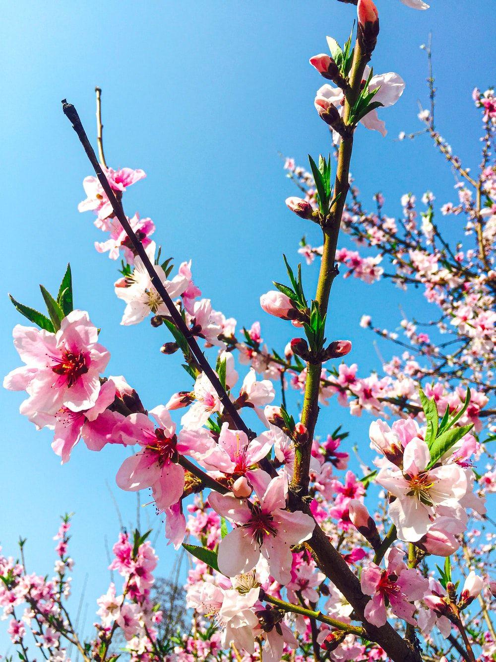 1000x1333 Peach Blossom Picture. Download Free Image