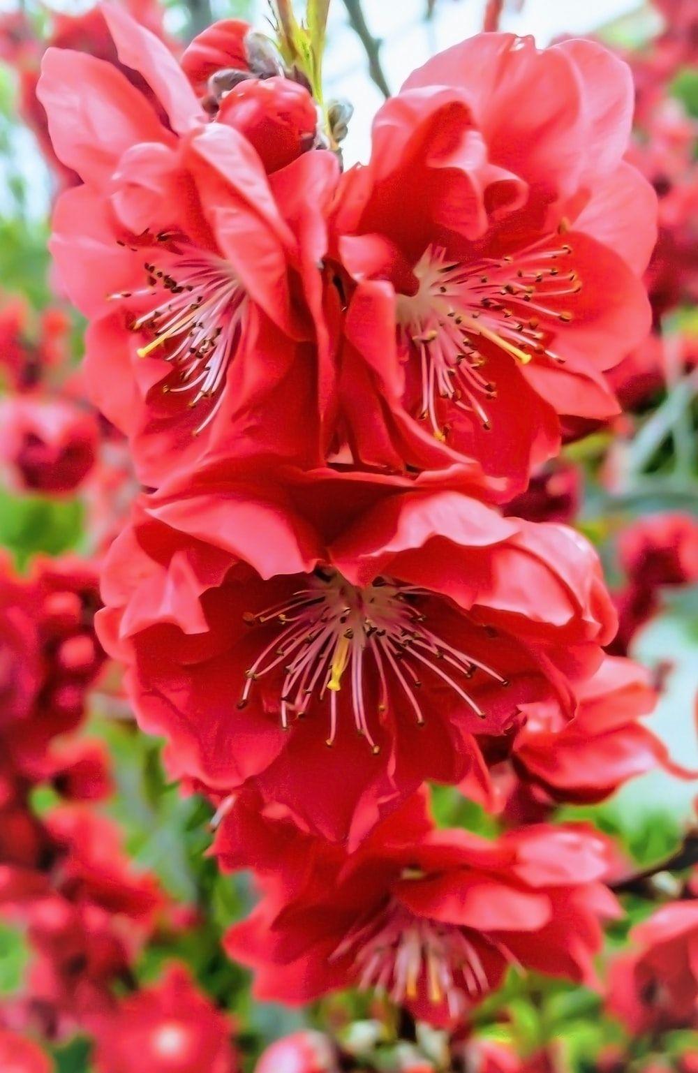 1000x1537 Peach Flower Picture. Download Free Image