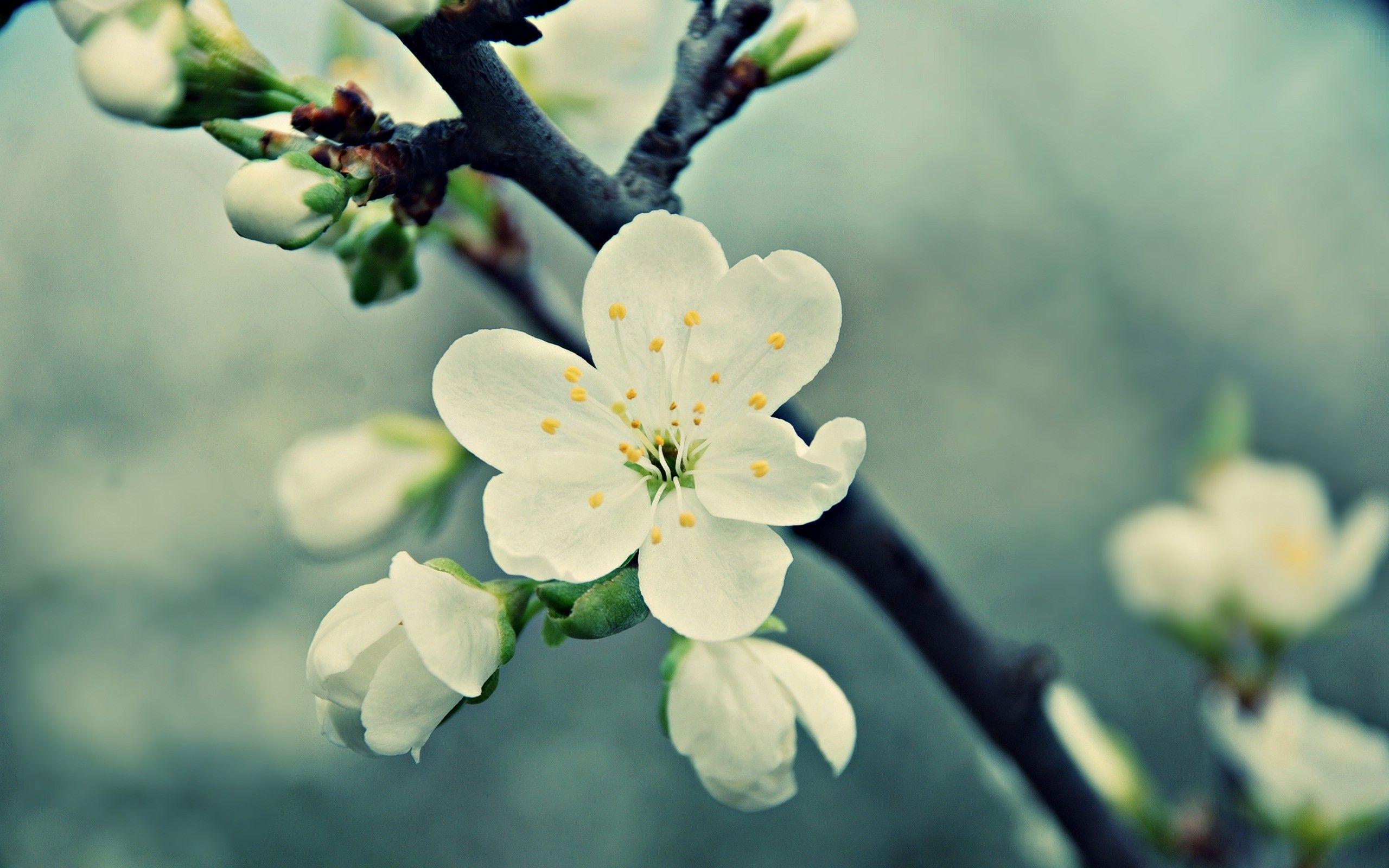 2560x1600 beautiful, White, Peach, Flowers Wallpaper HD / Desktop and Mobile Background