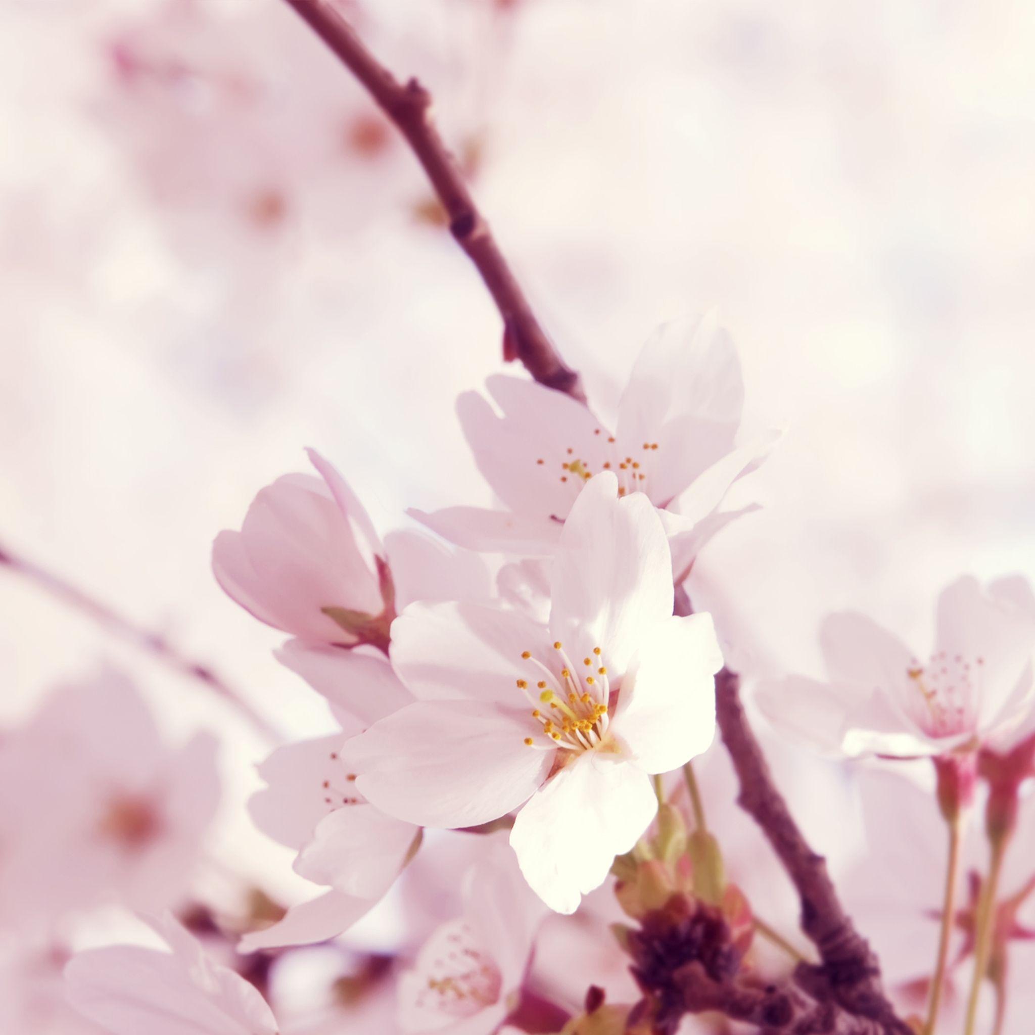2048x2048 Peach Flower Wallpaper