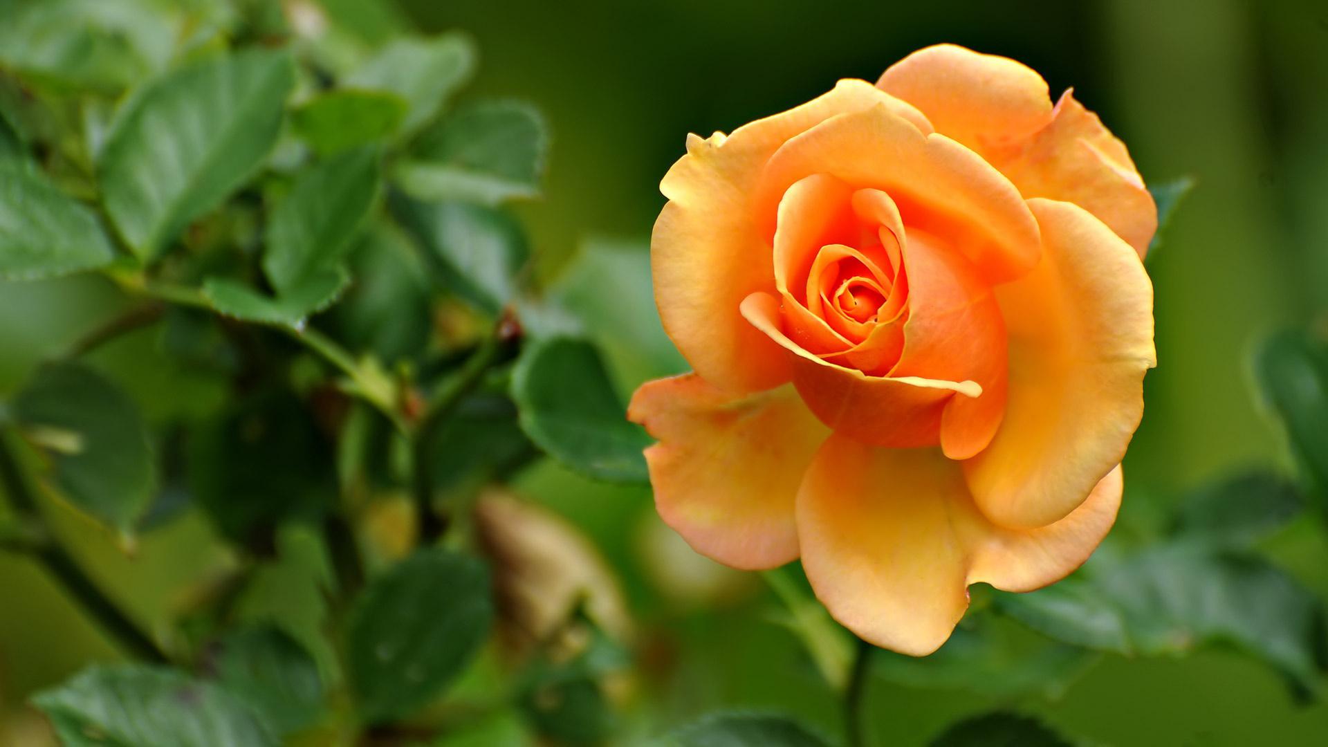 1920x1080 Peach Rose Peach Colored Flowers HD Wallpaper Rose HD Wallpaper 1080p HD Wallpaper