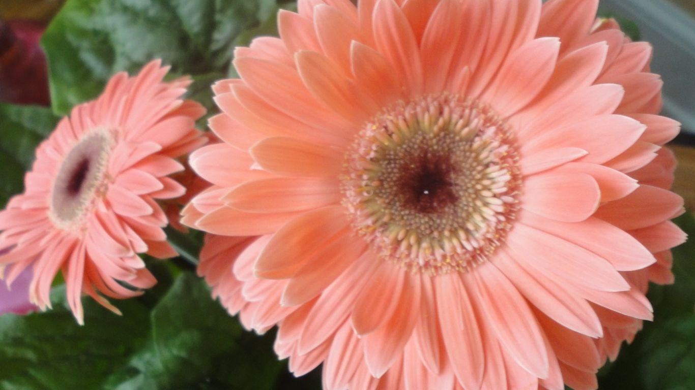 1366x768 Free download Peach Flowers [1392x992] for your Desktop, Mobile & Tablet. Explore Peach Flowers Wallpaper. Peach Blossom Wallpaper, Peach and Gray Wallpaper, Peaches Wallpaper
