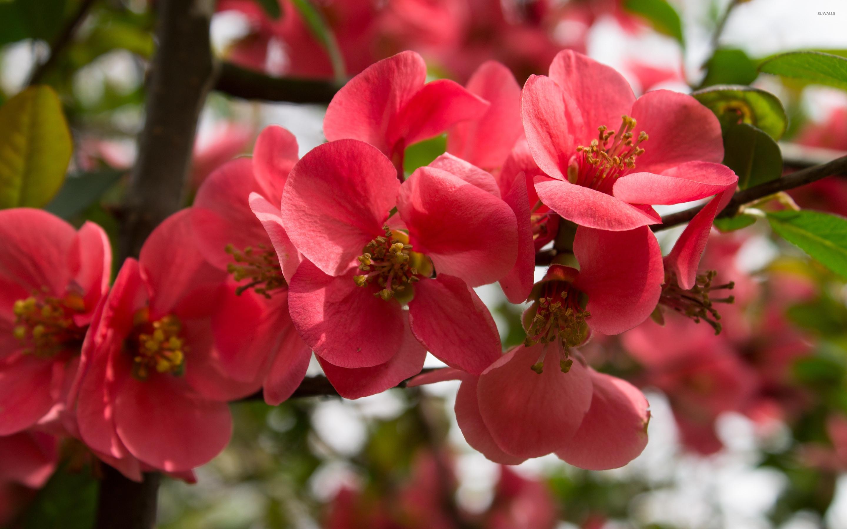 2880x1800 Peach Colored Flowers Wallpaper .