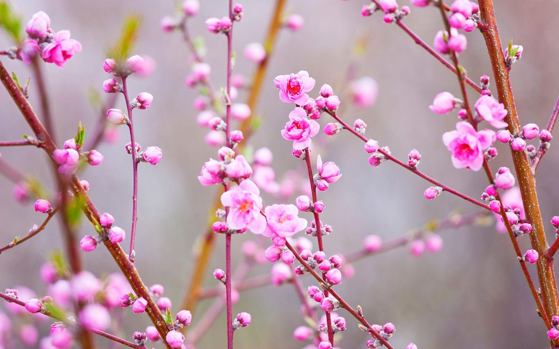 1920x1200 Wallpaper Beautiful pink peach flowers, twigs, spring 1920x1200 HD Picture, Image