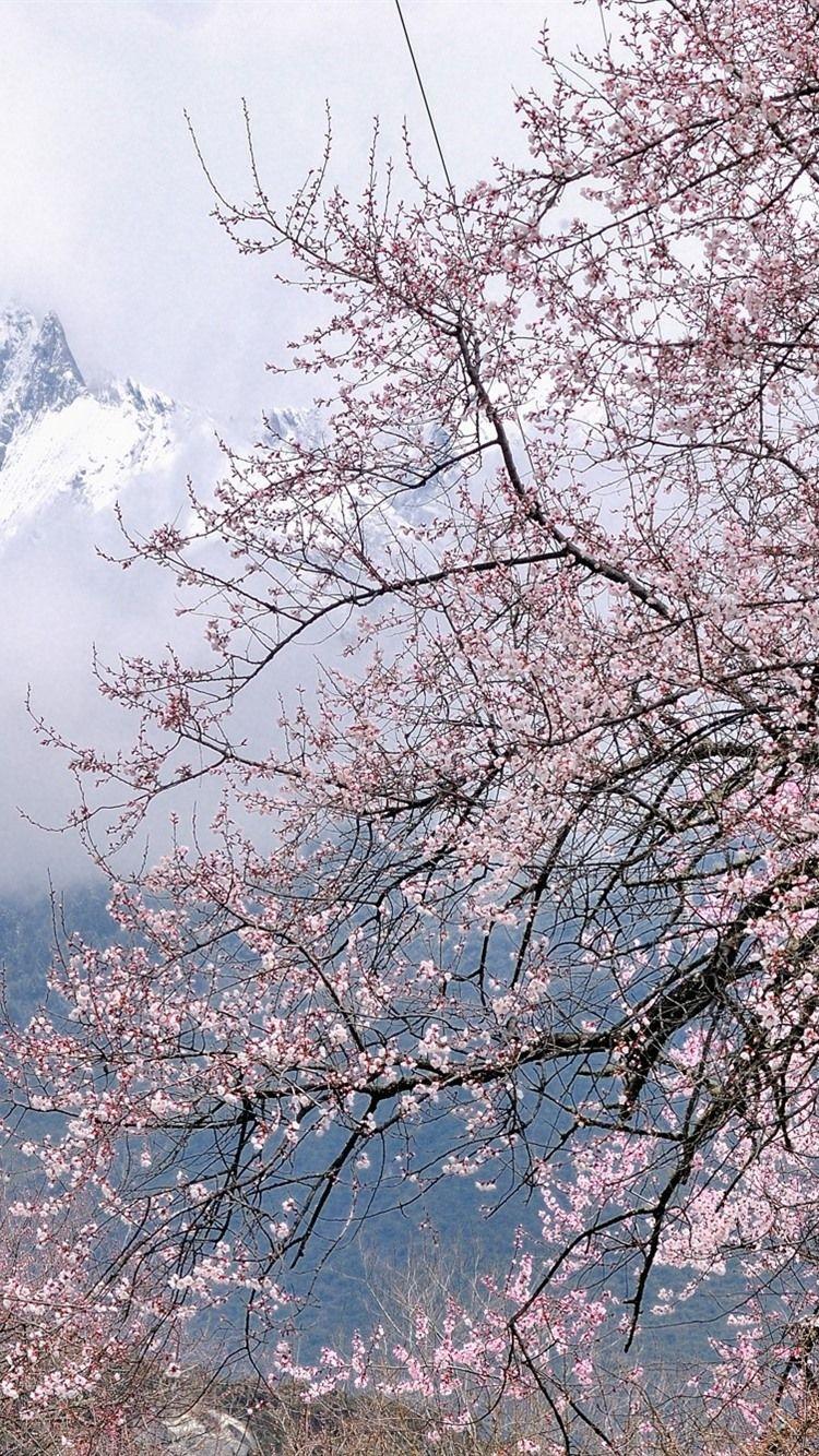 750x1334 iPhone Wallpaper Tibet Bomi, Snowy, Peach Flower Blossoms Wallpaper Peach Blossom