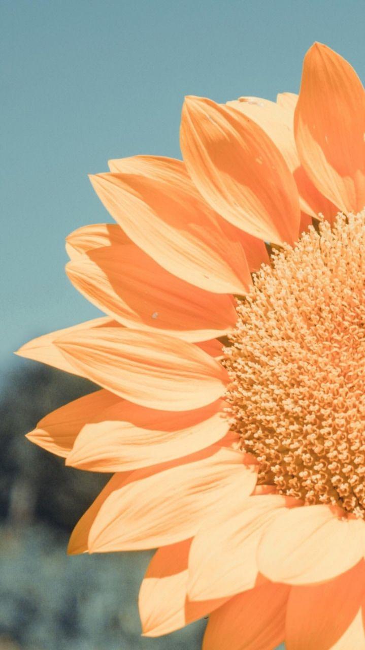 719x1280 Peach Orange Flower, Background, Wallpaper And Blue Tumblr Para Feed HD Wallpaper