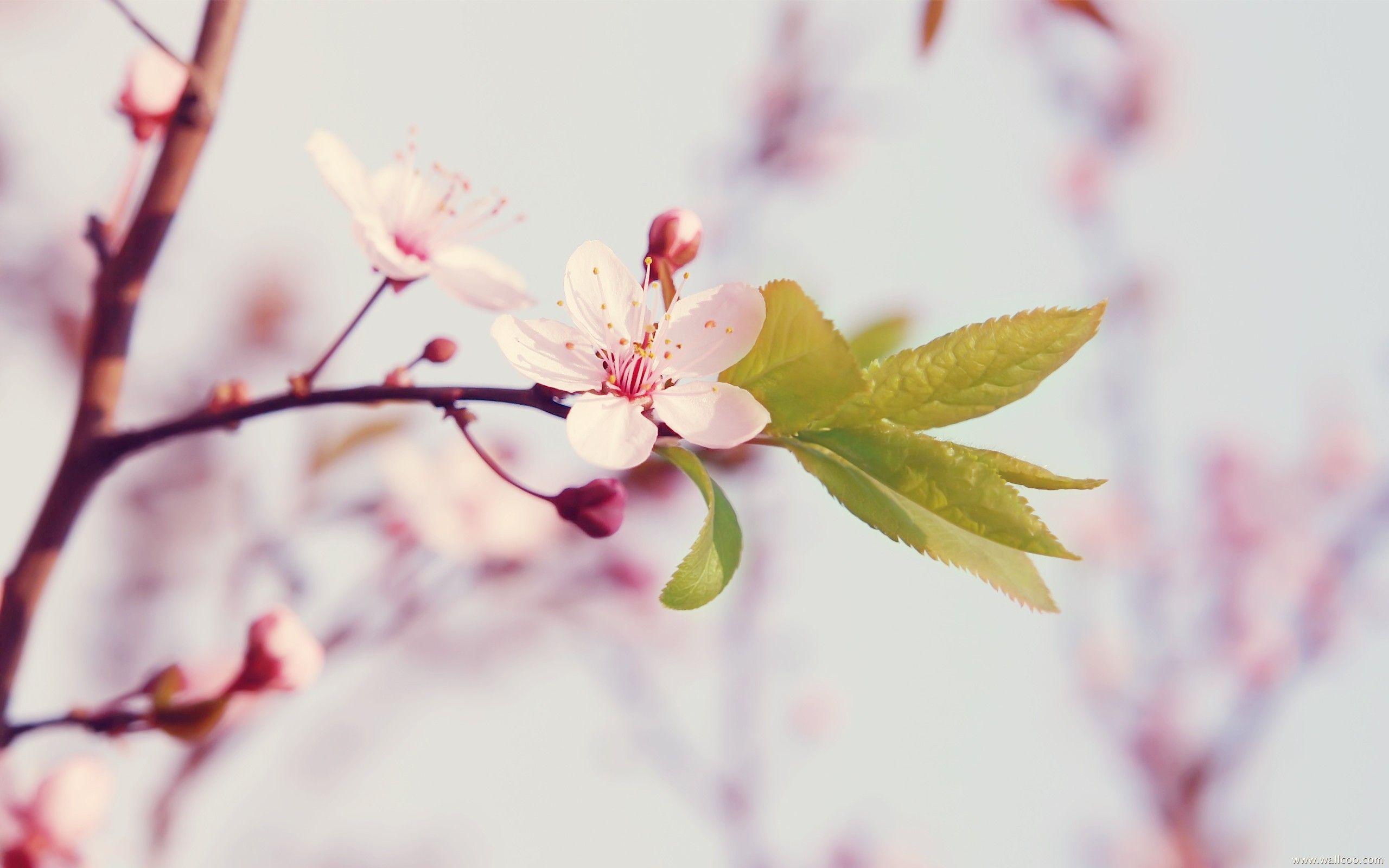 2560x1600 Peach Flowers HD Background