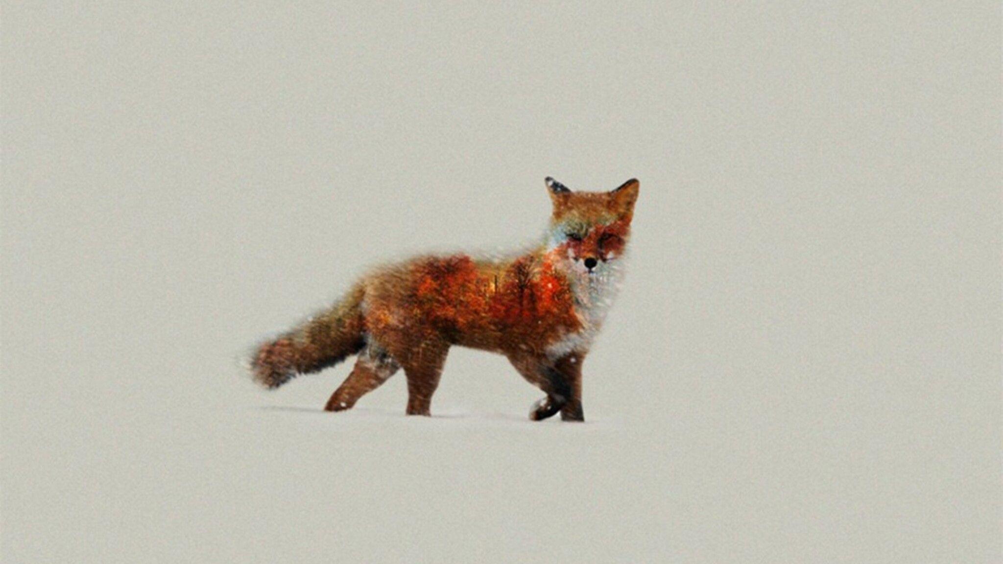 2048x1152 Minimalist Wallpaper Fox HD Wallpaper