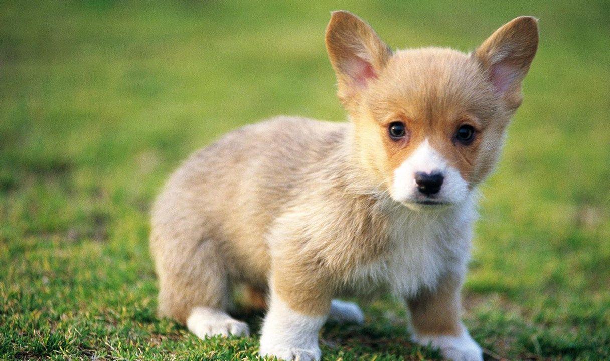 Baby Dog Wallpapers - Top Free Baby Dog Backgrounds - WallpaperAccess