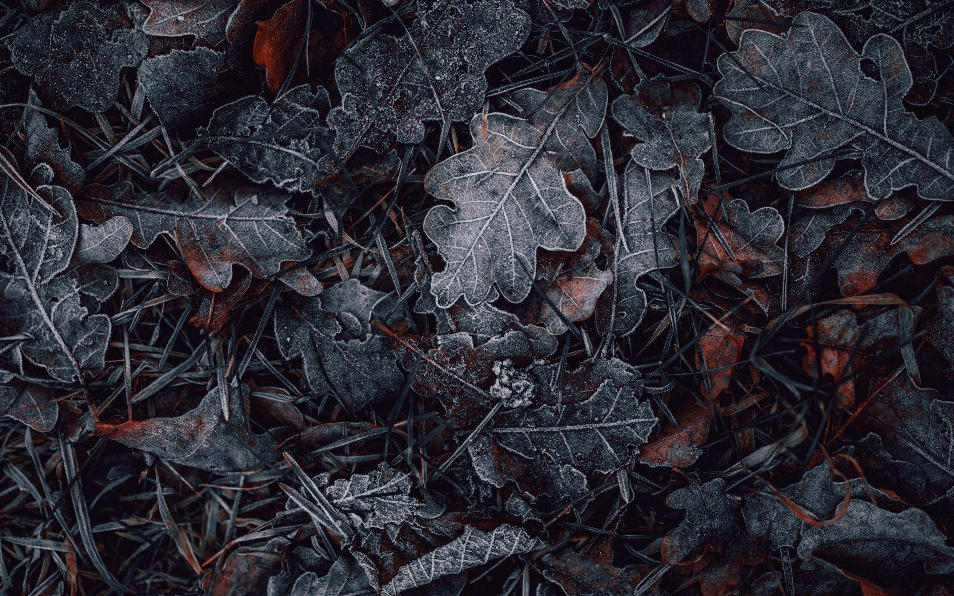 1920x1200 Leaves 4K Wallpaper, Frozen, Dark, Winter, Night, Photography