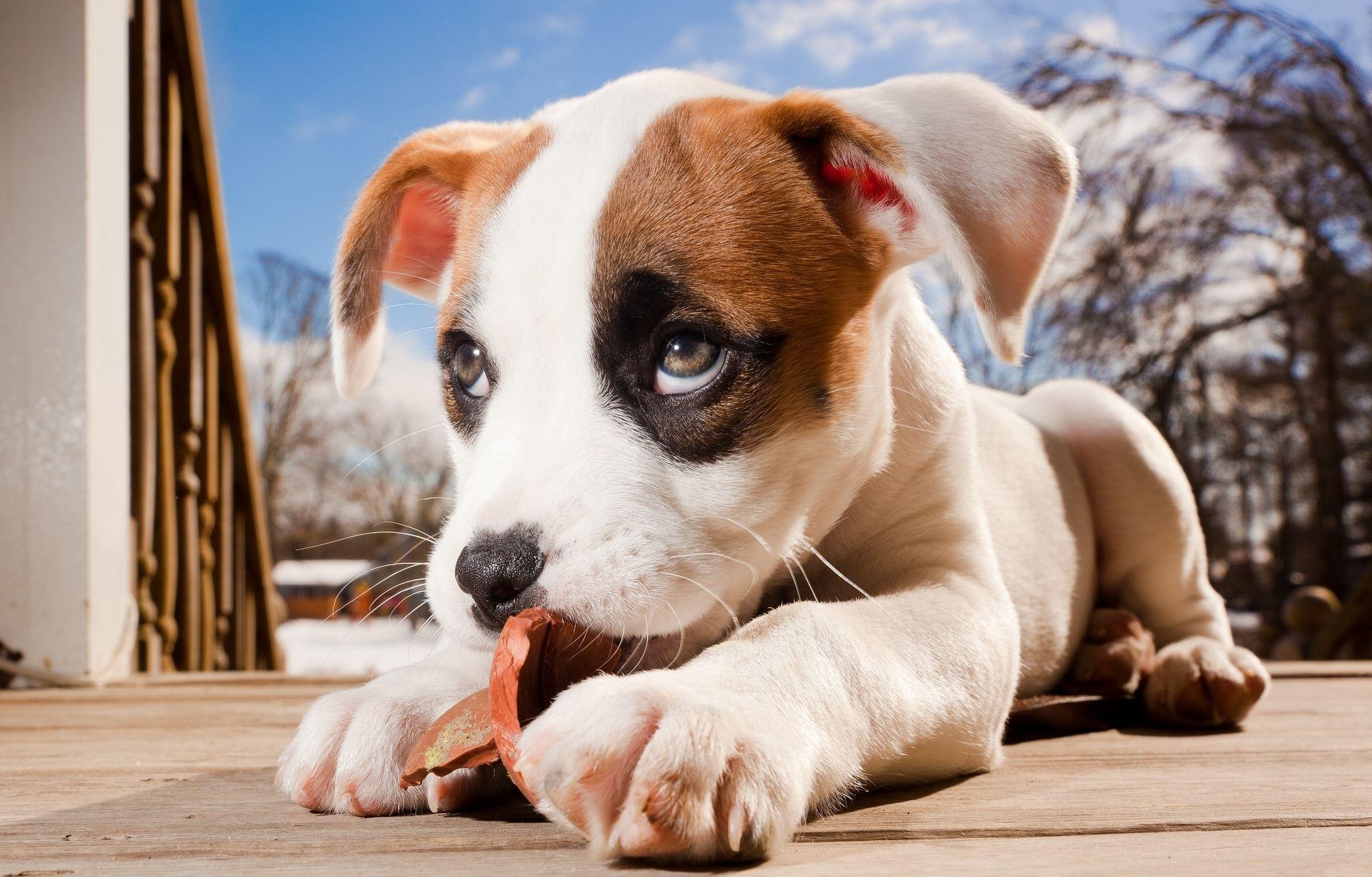 Baby Dog Wallpapers Top Nh ng H nh nh p
