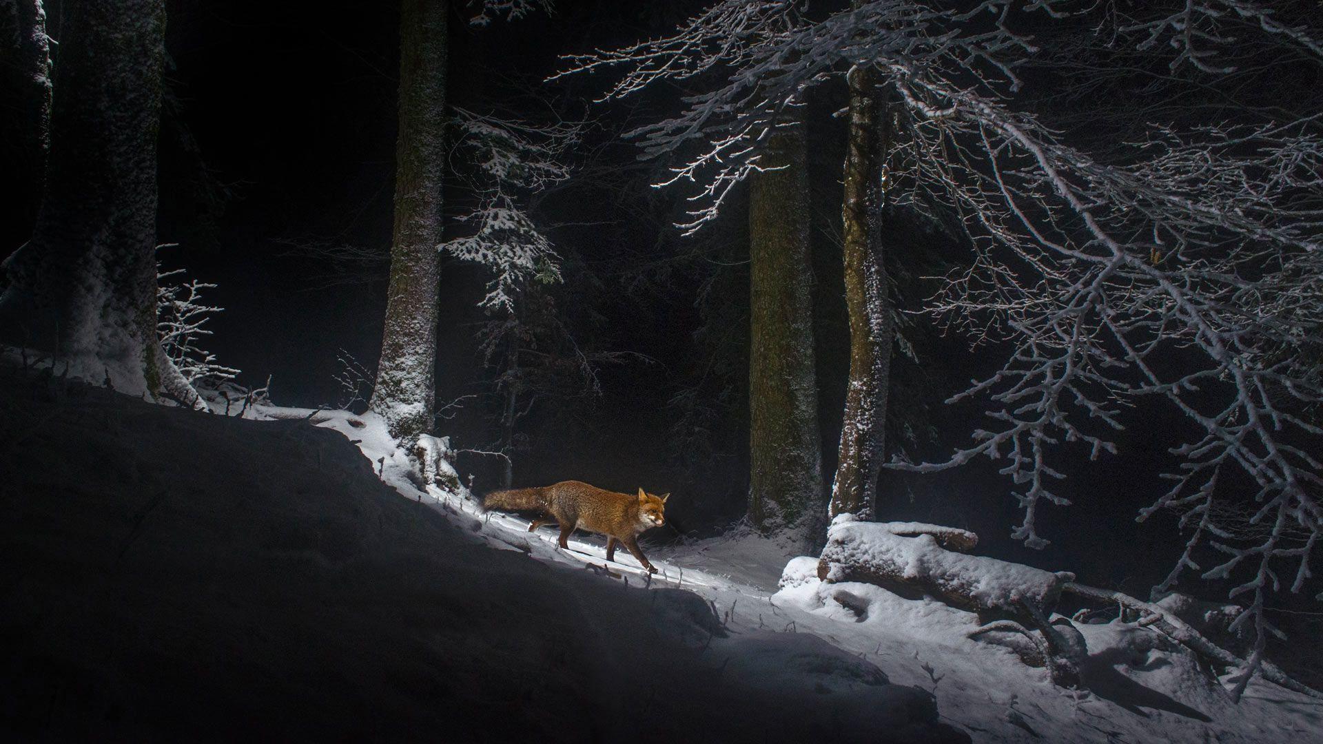 1920x1080 Fox Snow Nature Dark Winter Animals Trees Wallpaper:1920x1080
