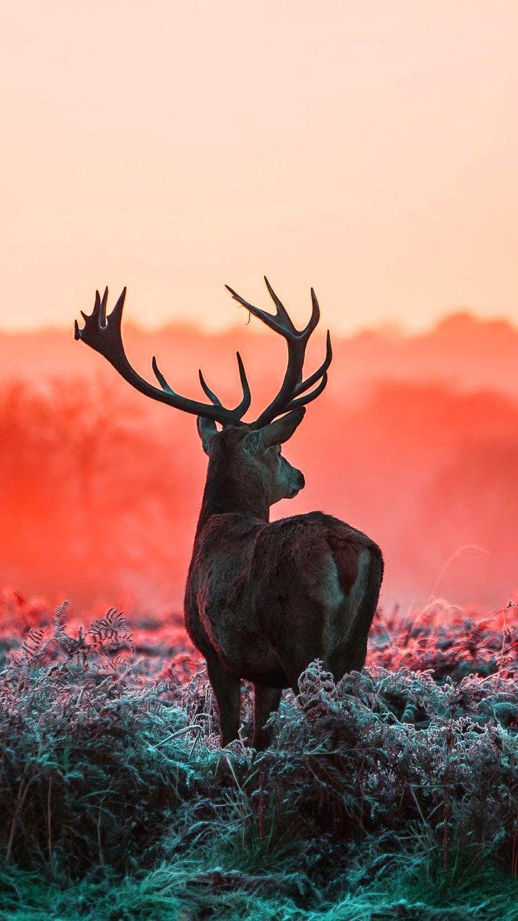 750x1334 Cute Deer Wallpaper Free HD Wallpaper