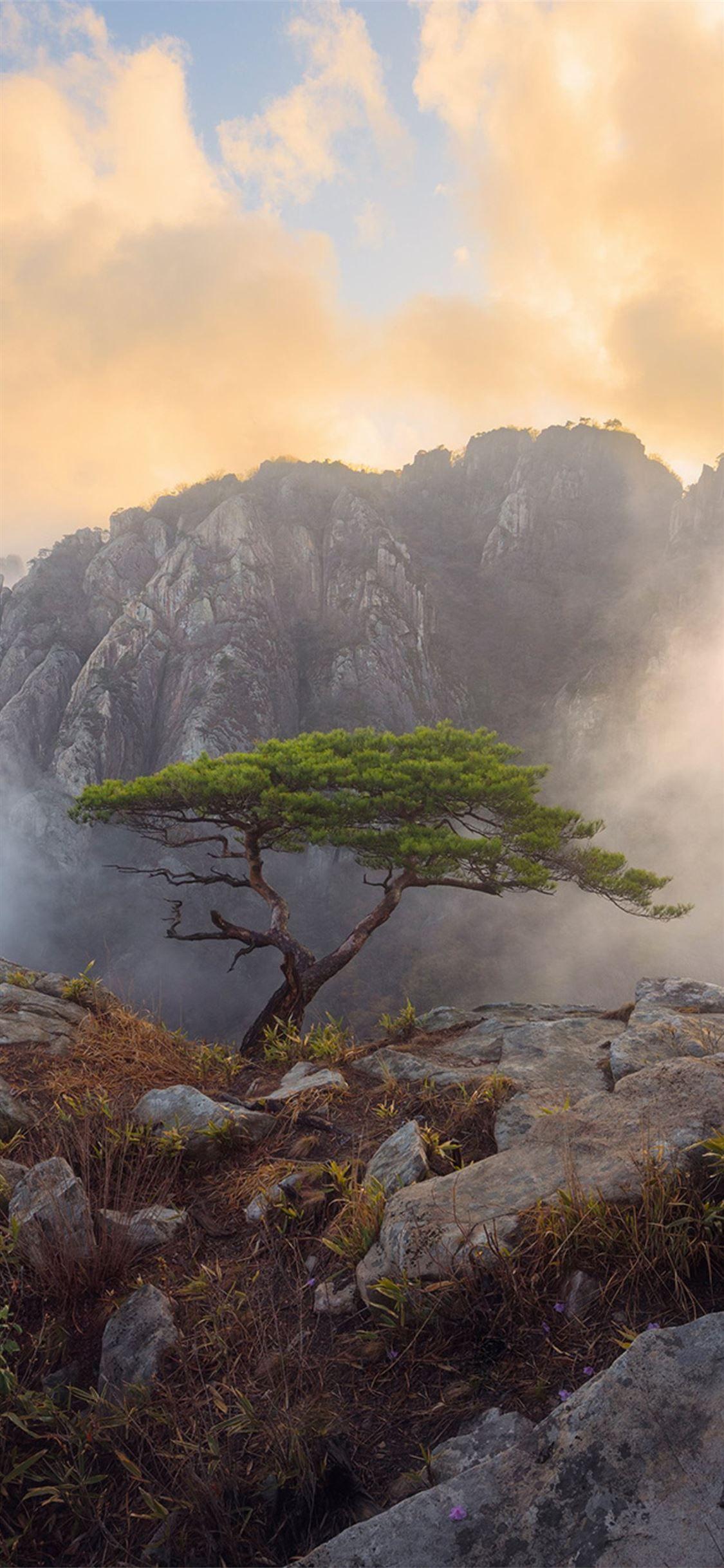 1125x2436 daedunsan south korea #nature #trees #iPhoneXWallpaper. iPhone wallpaper HD nature, HD nature wallpaper, Nature wallpaper