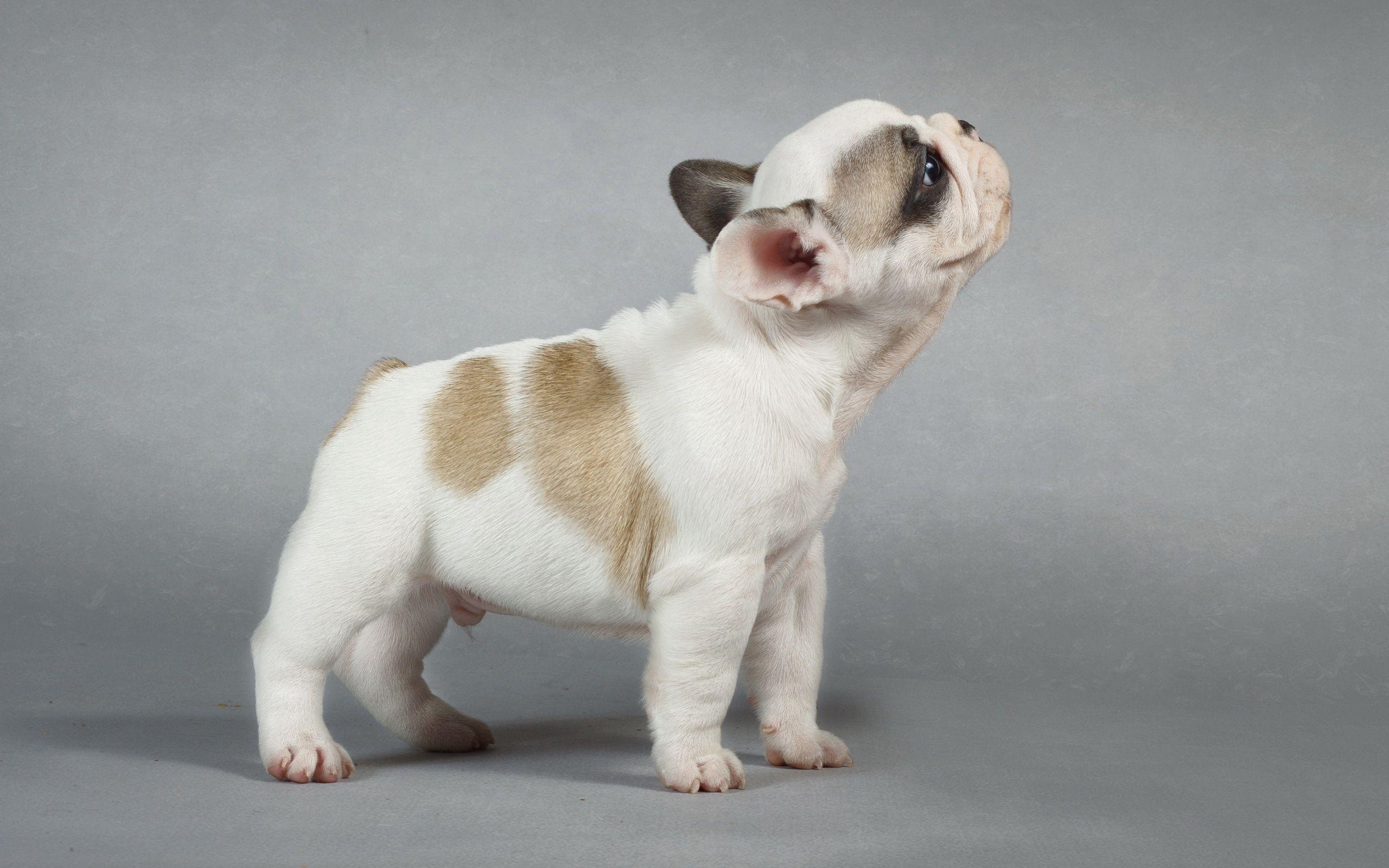 2560x1600 Best 55 Animal Dogs Latest Photo HD wallpaper download
