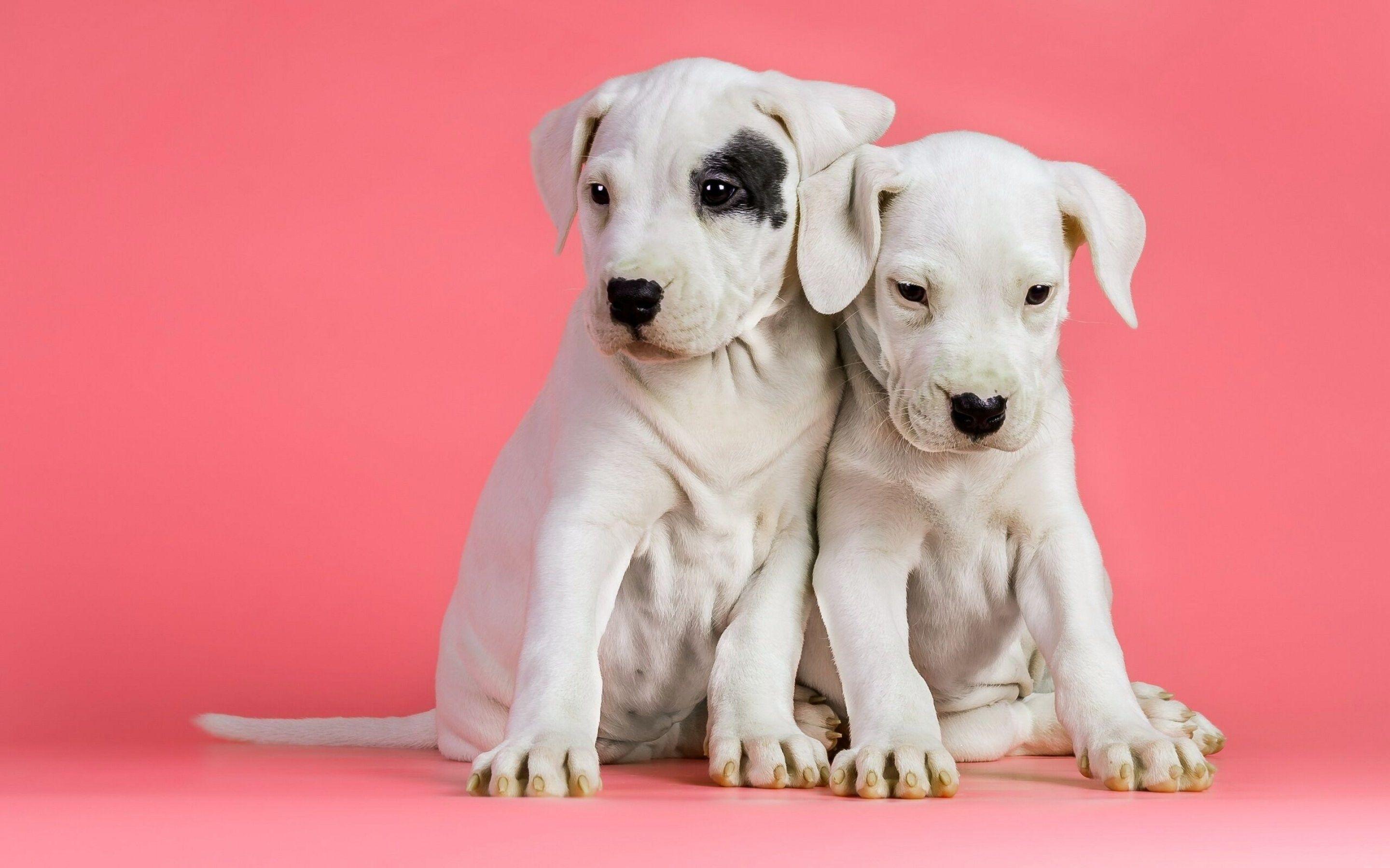 2880x1800 Stratton MacDonald dog wallpaper HD background image