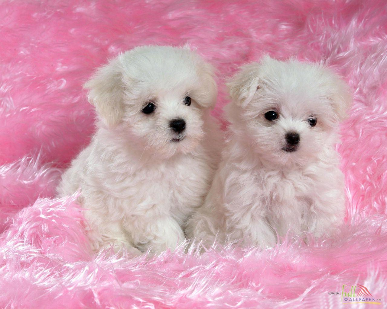Baby Dog Wallpapers - Top Free Baby Dog Backgrounds - WallpaperAccess