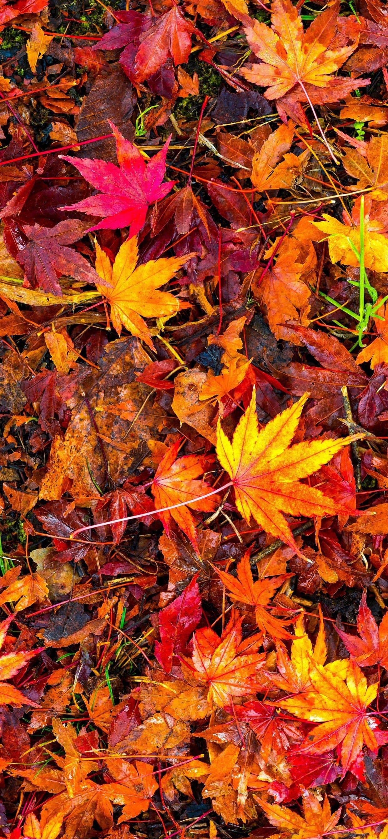 1242x2688 Fall Leaves Wallpaper Free HD Wallpaper