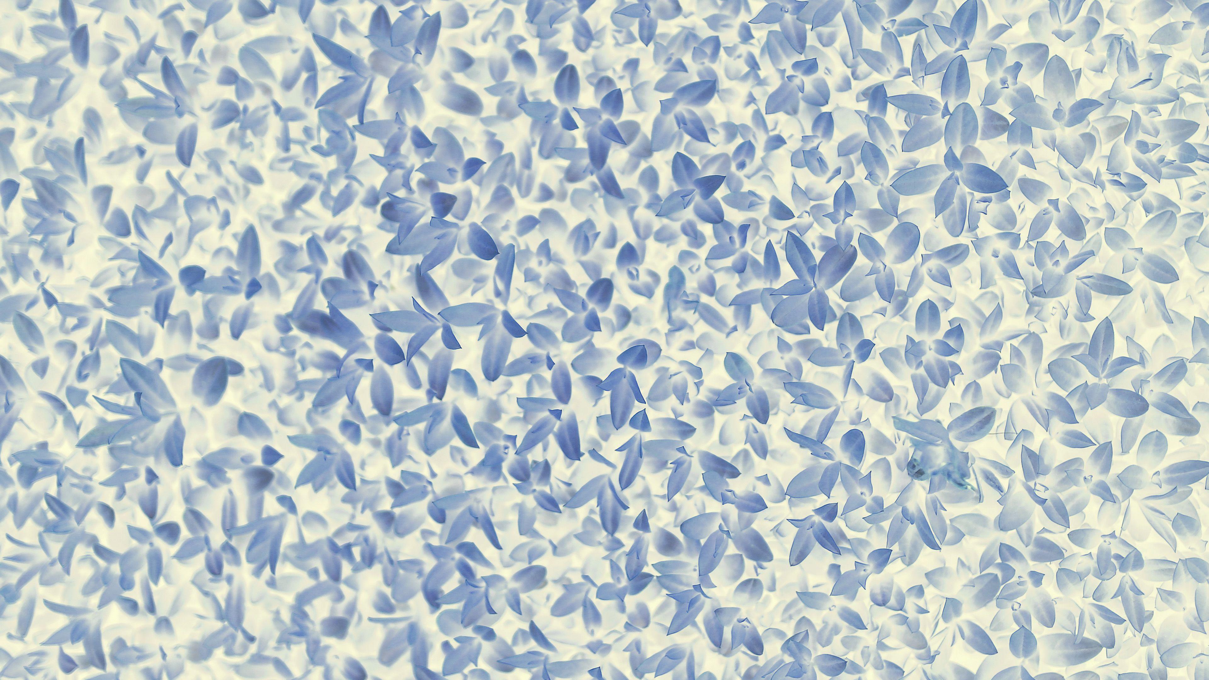 3840x2160 Floral Pattern Desktop Background Wallpaper & Background Download