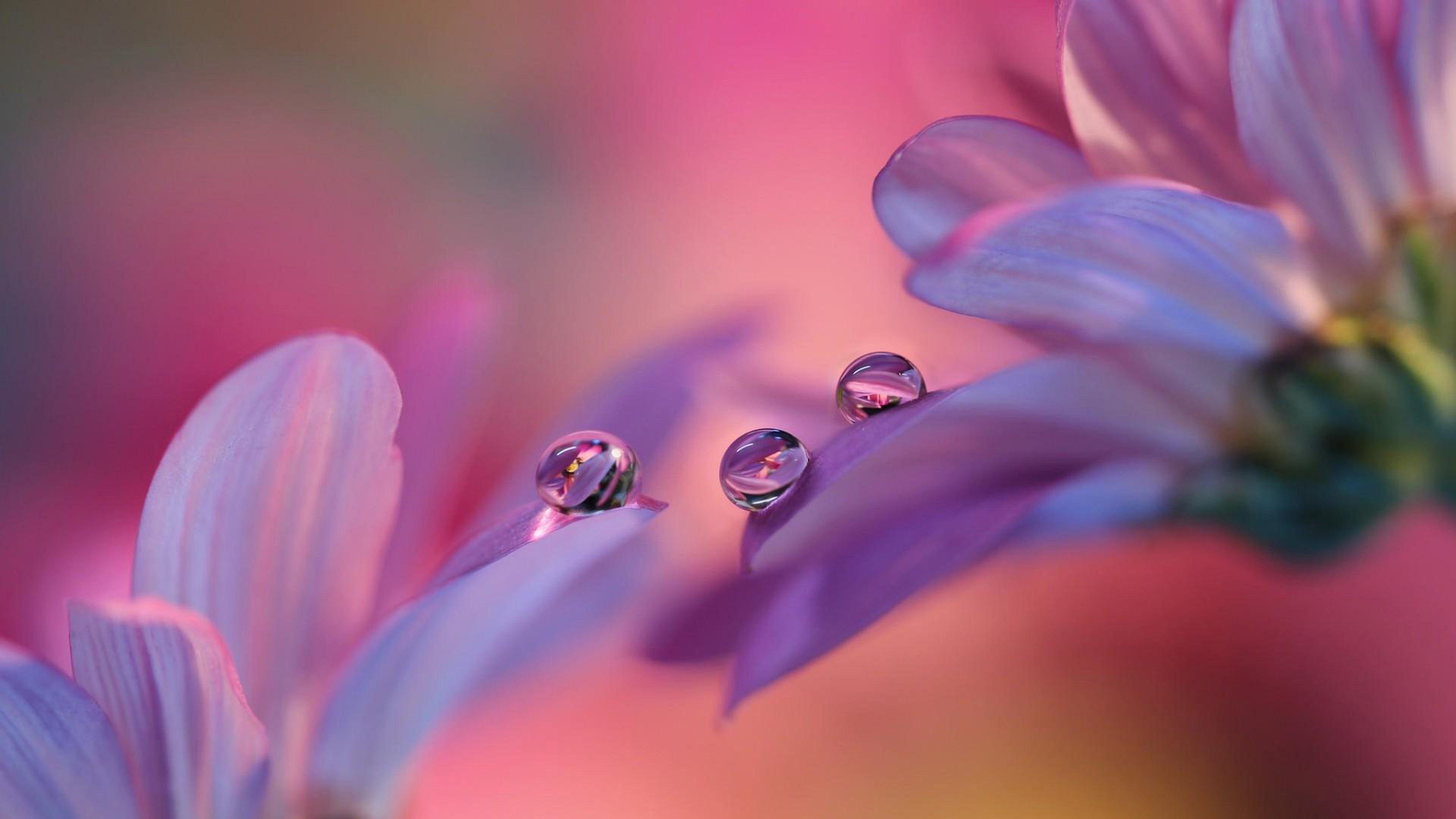 3840x2160 Gentle Purple Flowers Roses Drops Macro Photography Best HD Wallpaper For Desktop Tablets And Mobile Phones 3840x2160 :