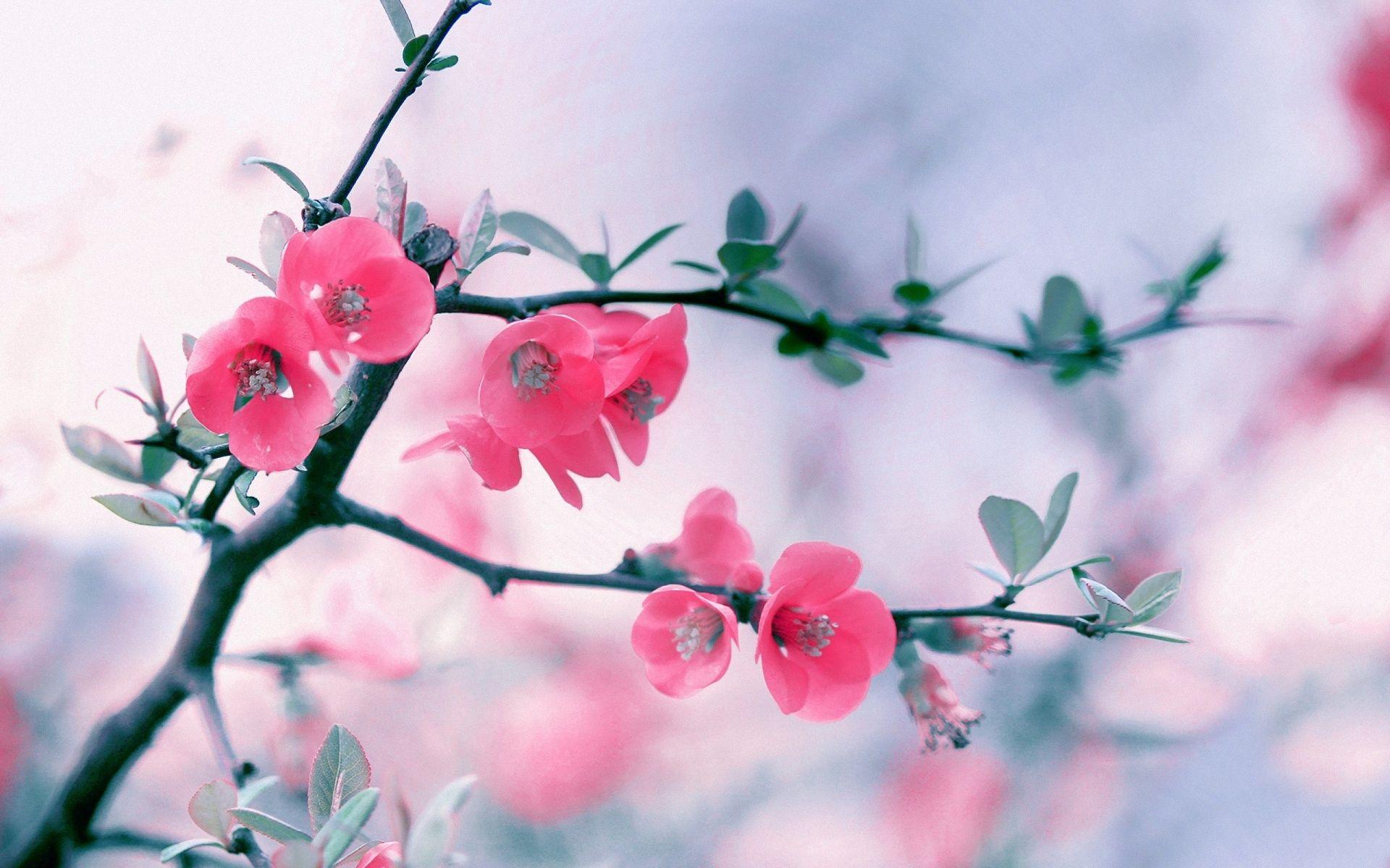 1920x1200 HD Wallpaper Flower