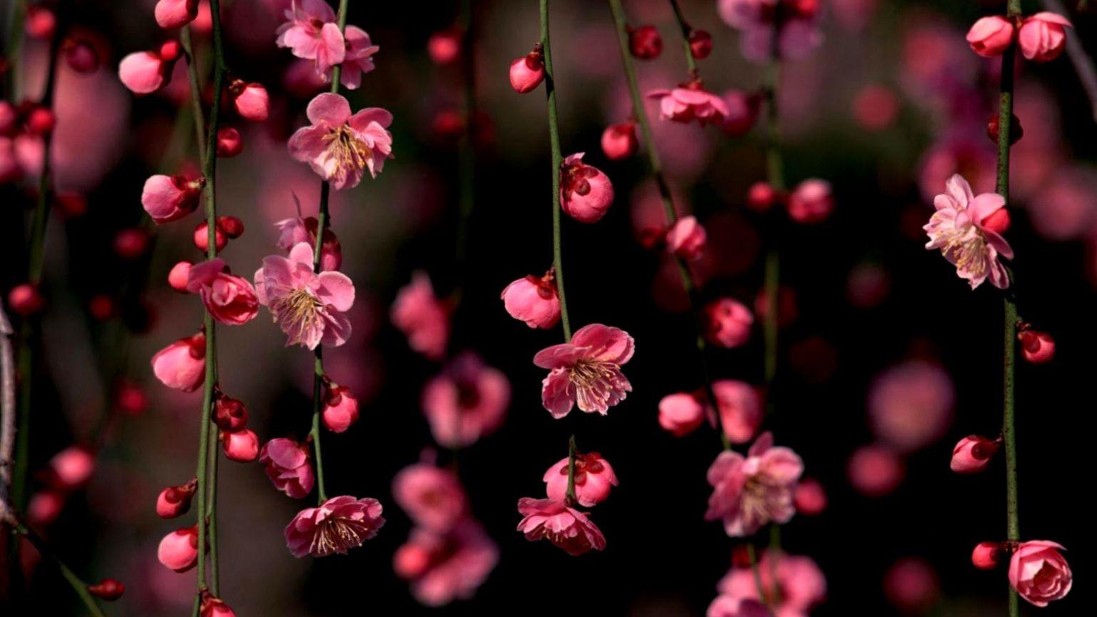 1536x864 Free download Pretty Flowers Picture Desktop Wallpaper Mobile Wallpaper [1545x945] for your Desktop, Mobile & Tablet. Explore Wallpaper Flowers Desktop. Spring Flowers Desktop Wallpaper, Flower Wallpaper For Computer, Wallpaper Flowers Picture