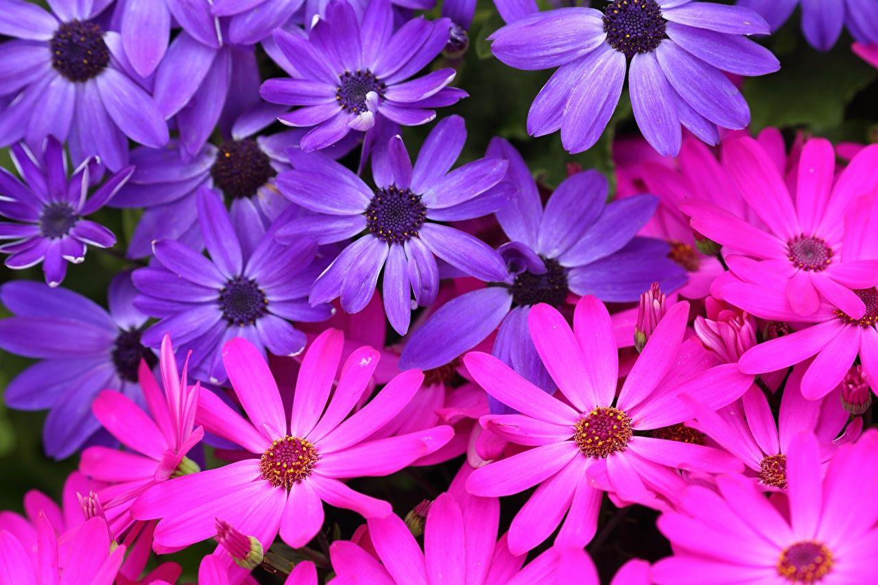1280x853 Desktop Wallpaper Osteospermum Flowers Closeup