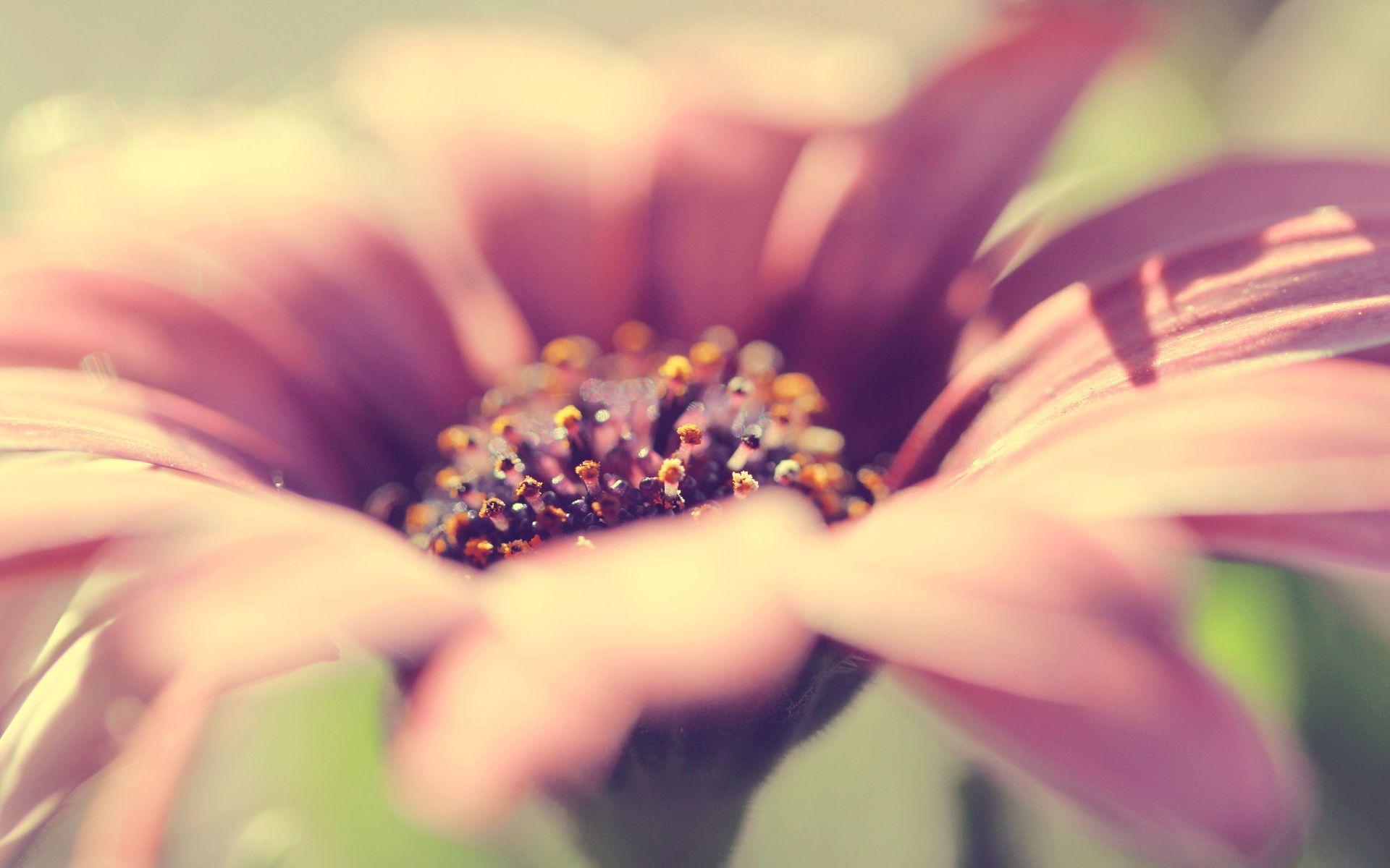 1920x1200 pink flower photography Desktop Wallpaperk HD