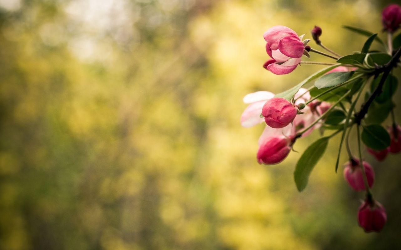 1280x800 Lovely Flower Picture Computer Wallpaper, Desktop Background.11 KB