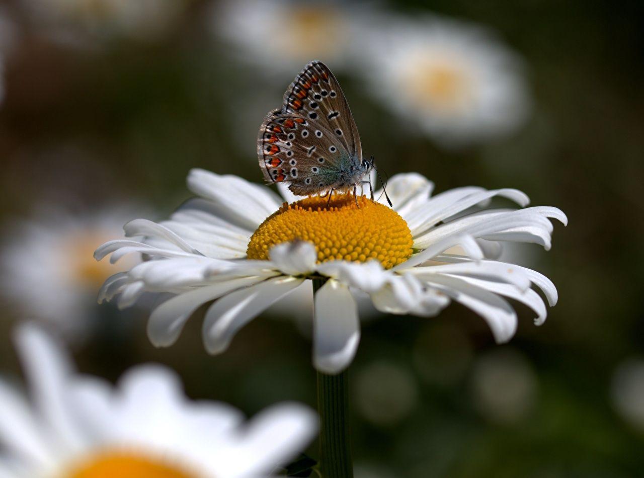 1280x950 Desktop Wallpaper Insects butterfly blurred background Flowers