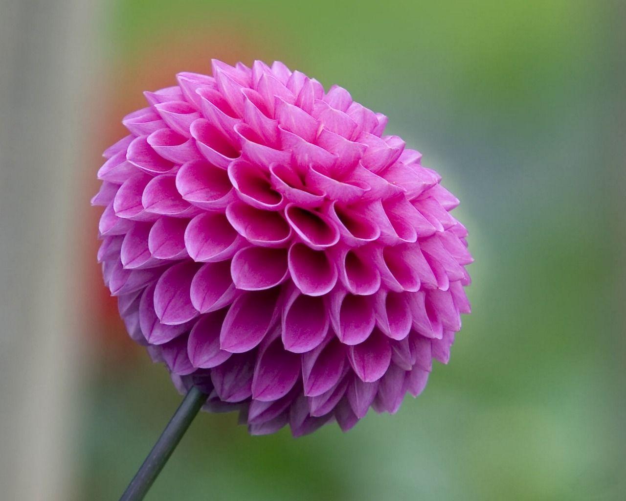 1280x1024 Lovely Flower Picture wallpaperx1024