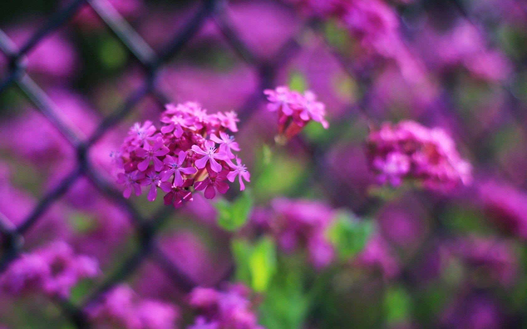 1680x1050 lovely flowers photography Desktop Wallpaperk HD