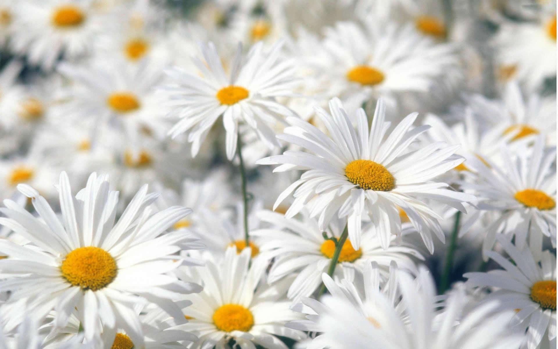 1920x1200 Spring Flowers Desktop Wallpaper Free