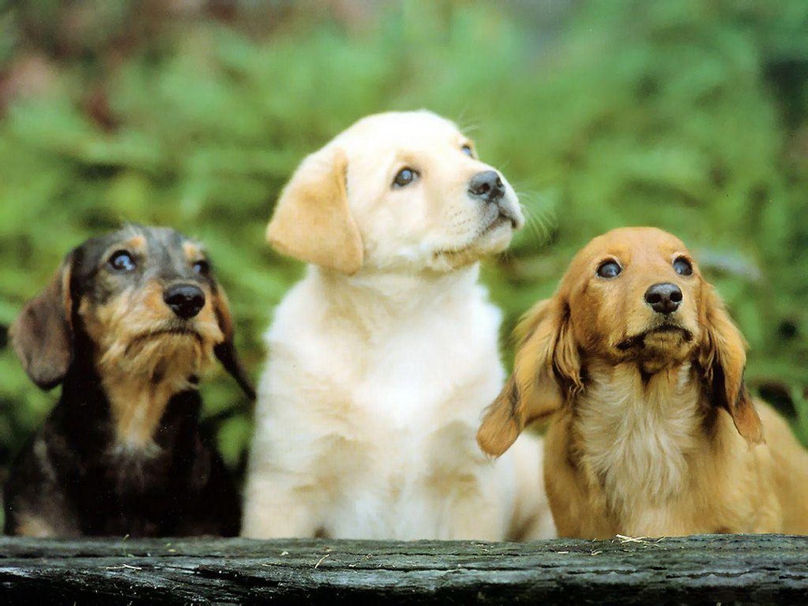 1600x1200 Dog wallpaper