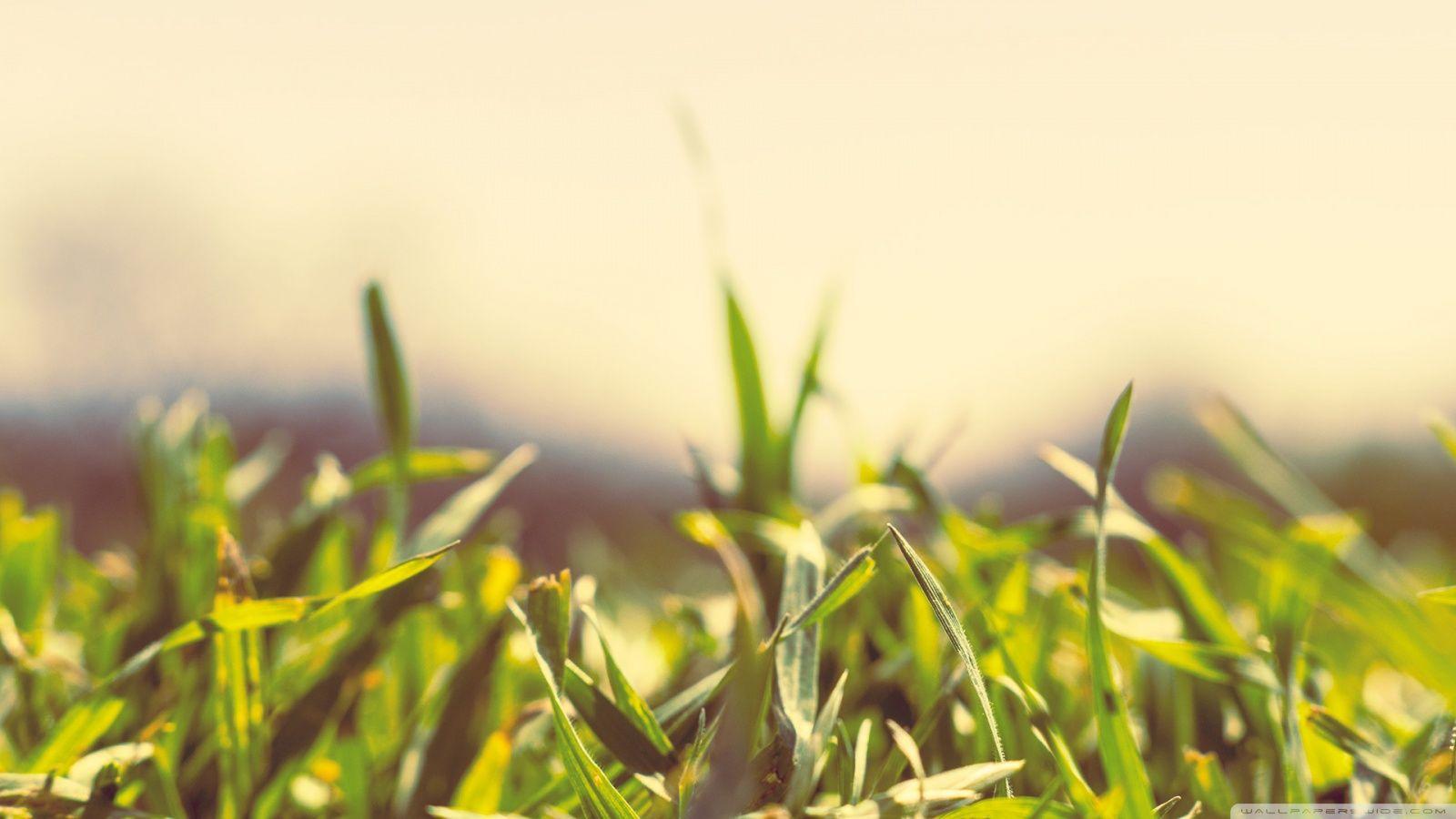 1600x900 Spring Grass Ultra HD Desktop Background Wallpaper for 4K UHD TV : Widescreen & UltraWide Desktop & Laptop : Tablet
