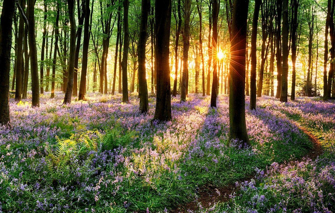 1332x850 Wallpaper road, forest, grass, trees, sunset, flowers, nature, Park, spring, grass, forest, road, trees, nature, sunset, park image for desktop, section природа